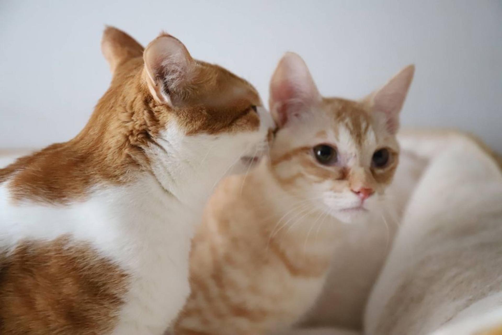 pet-image-5