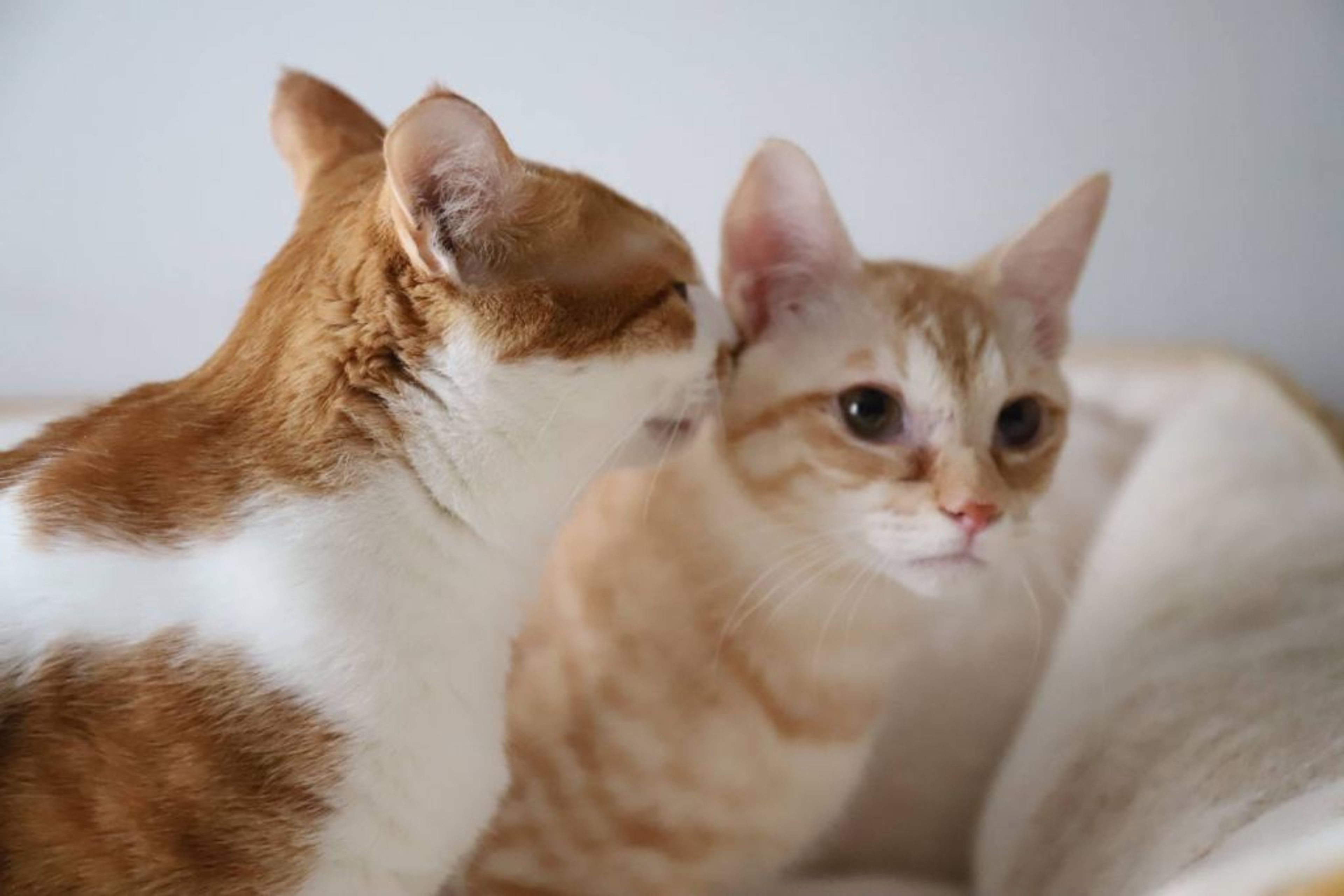 pet-image-5