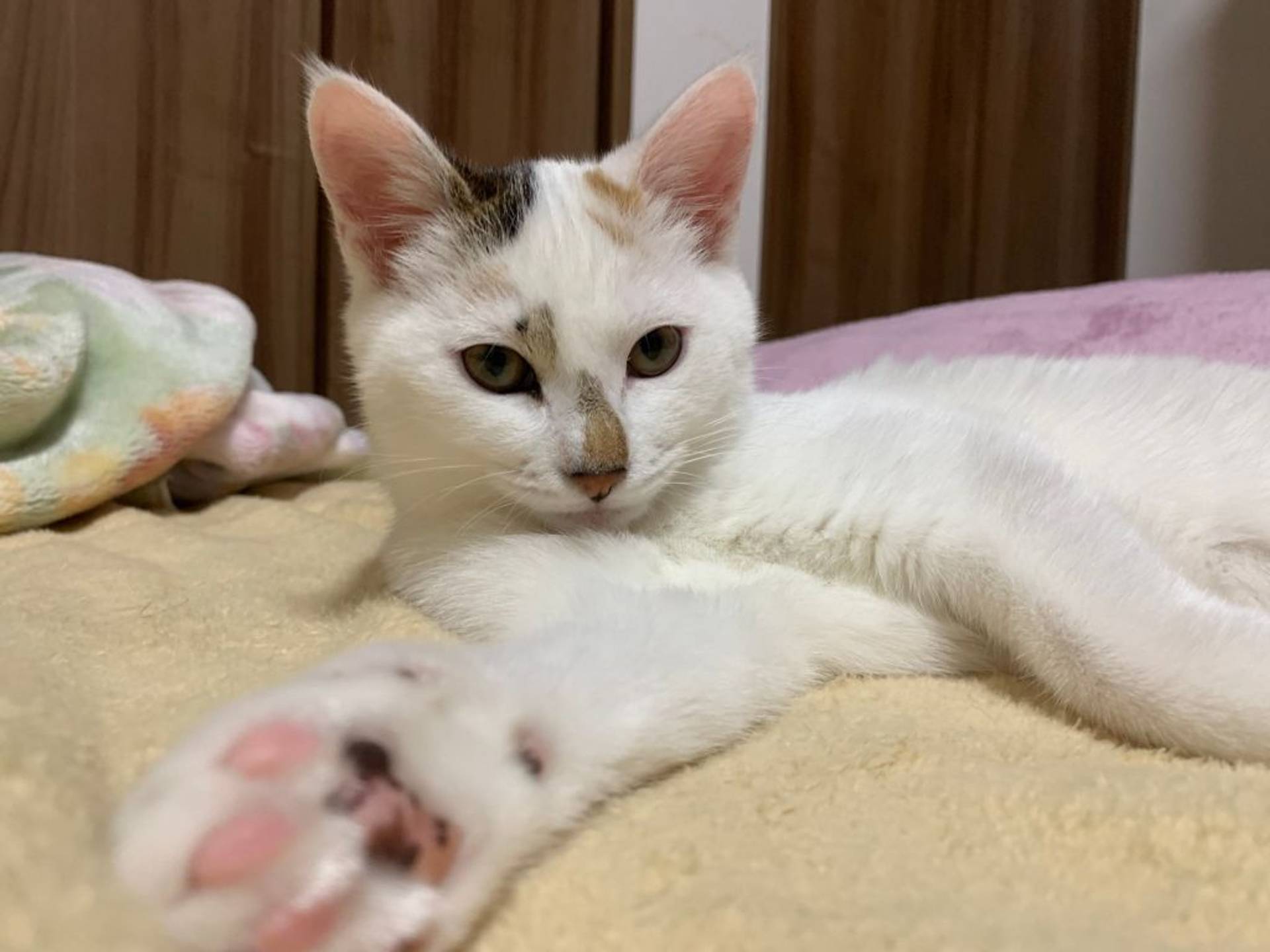 雑種（ミックス猫）・メスの里親募集の写真