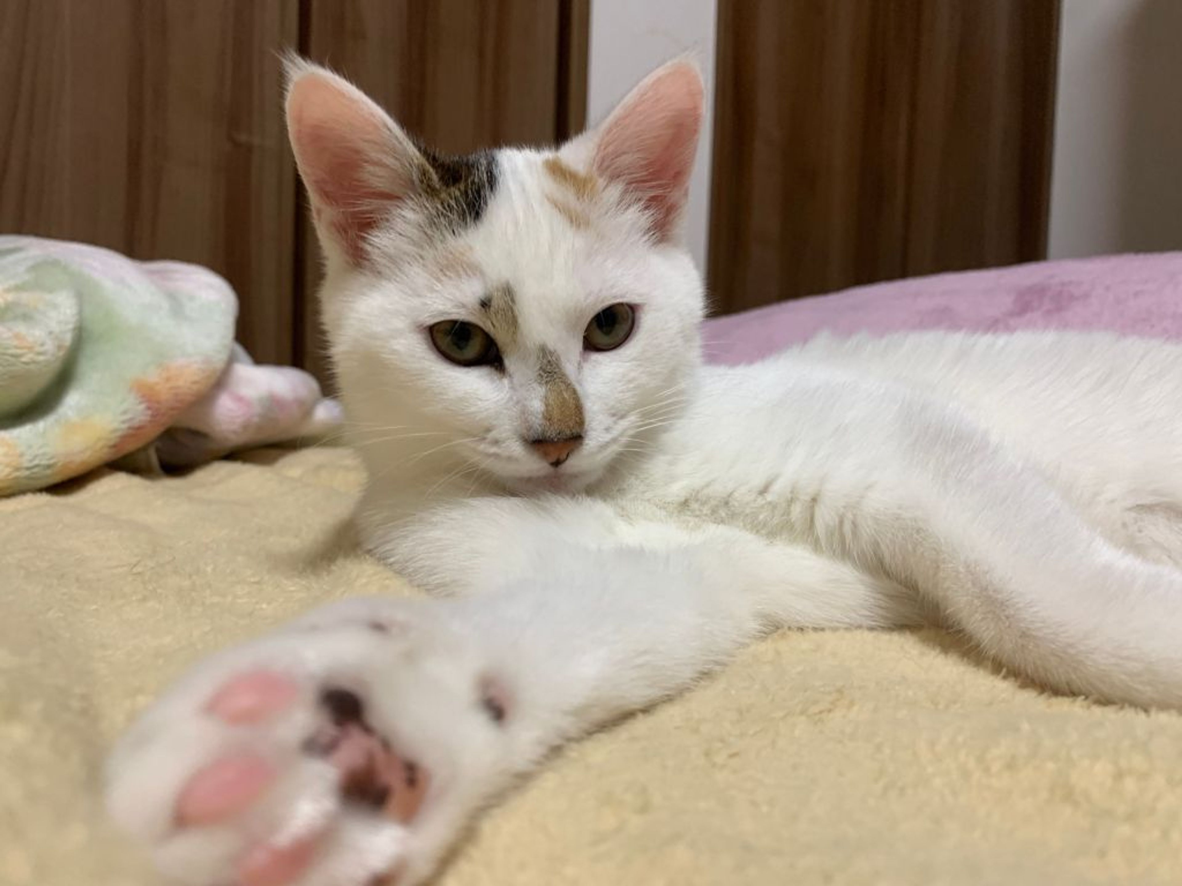 まんまるまるもちもち白三毛っ子 | 雑種（ミックス猫） | Withねこ