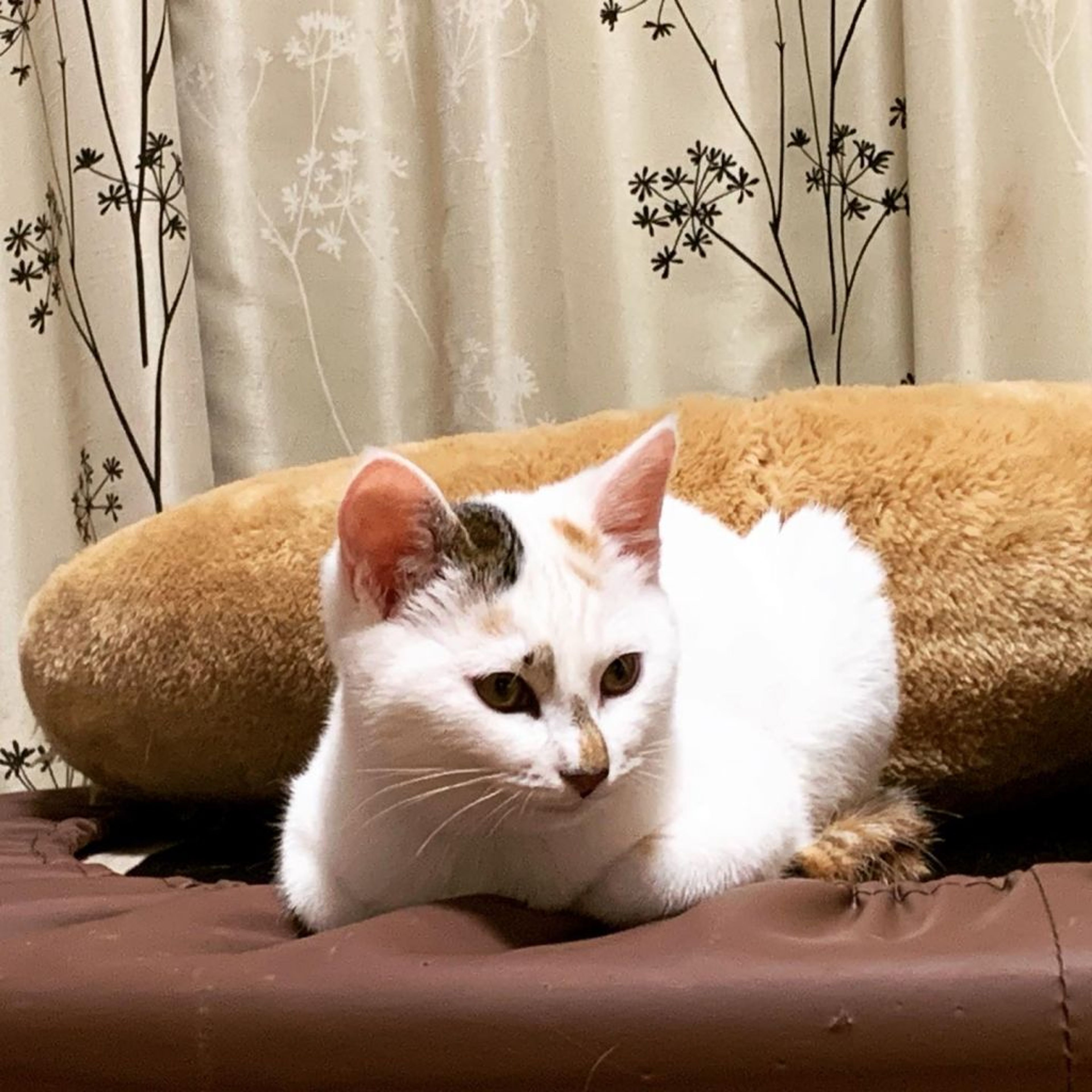 pet-image-2