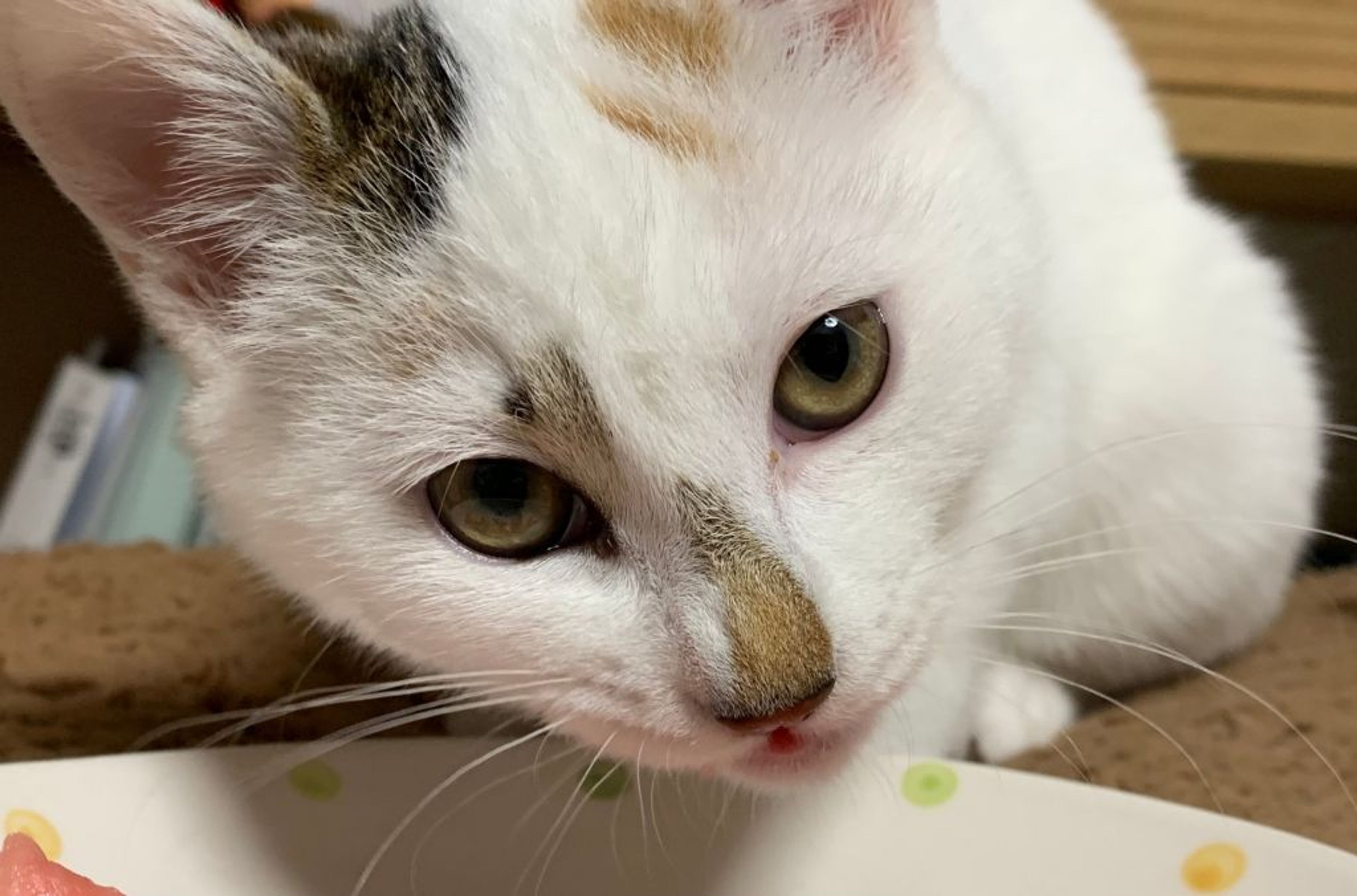 pet-image-4