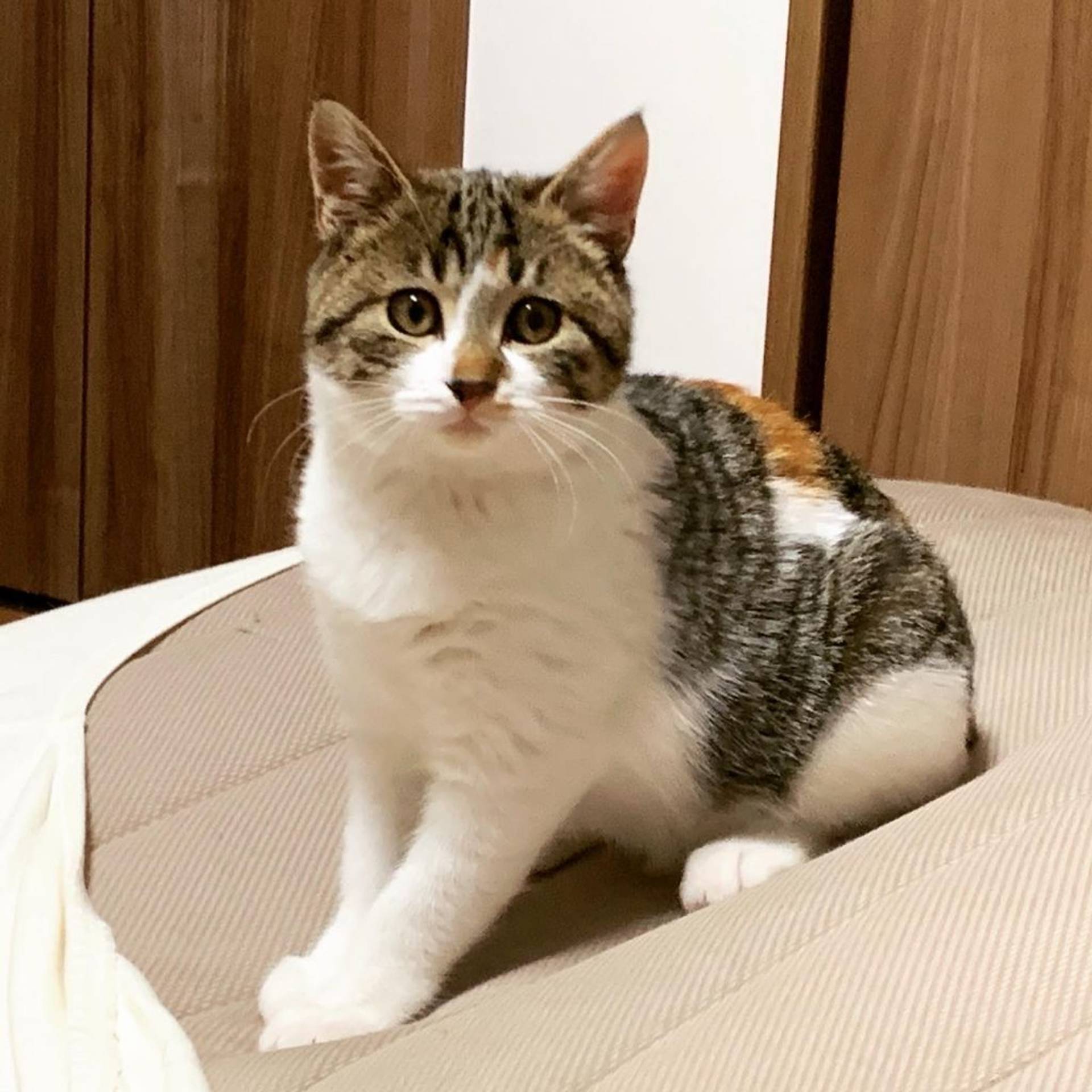 雑種（ミックス猫）・メスの里親募集の写真