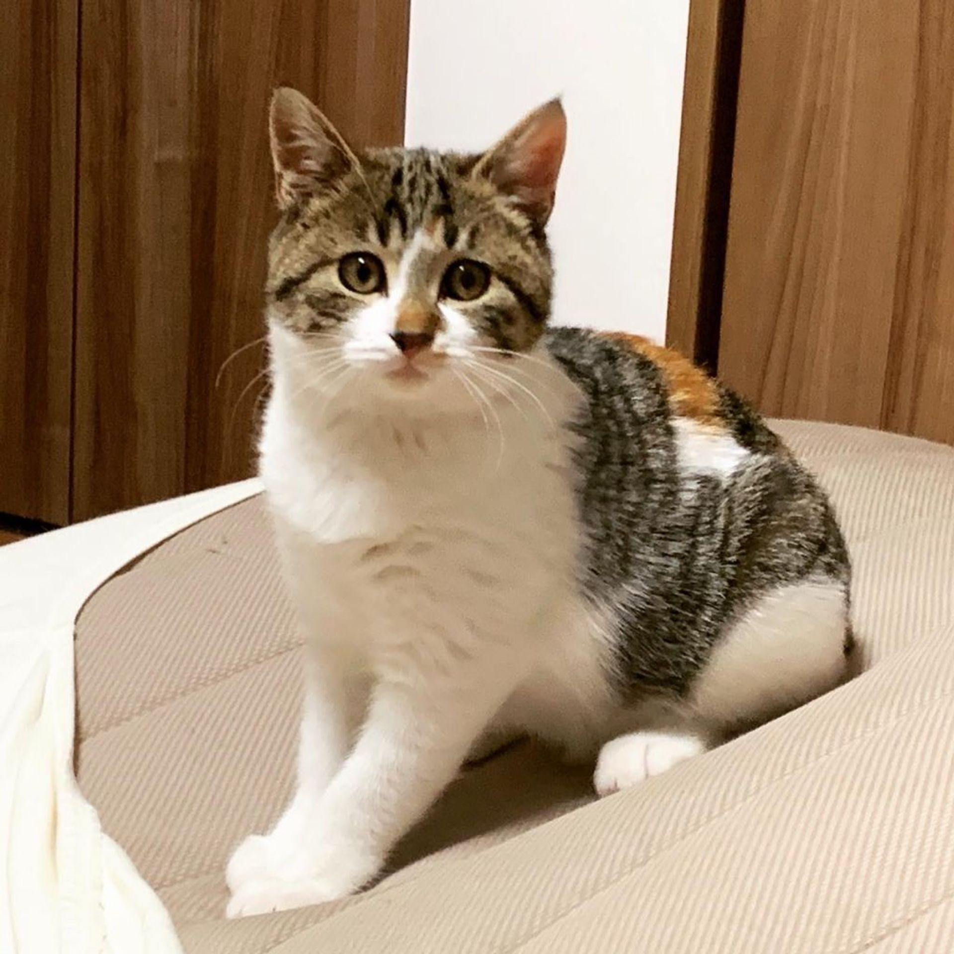 雑種（ミックス猫）・メスの里親募集の写真