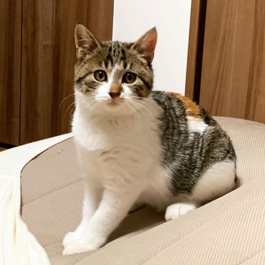 あんの写真