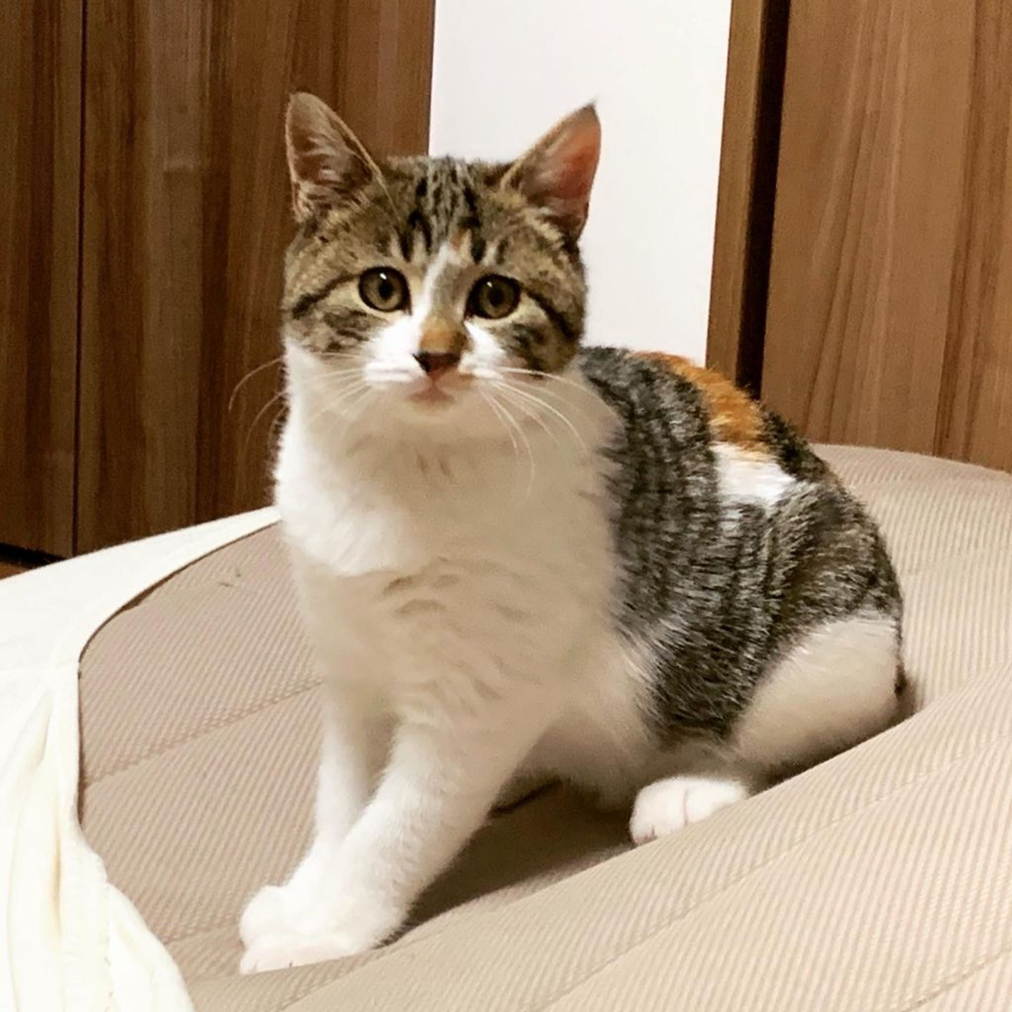 雑種（ミックス猫）・メスの里親募集の写真