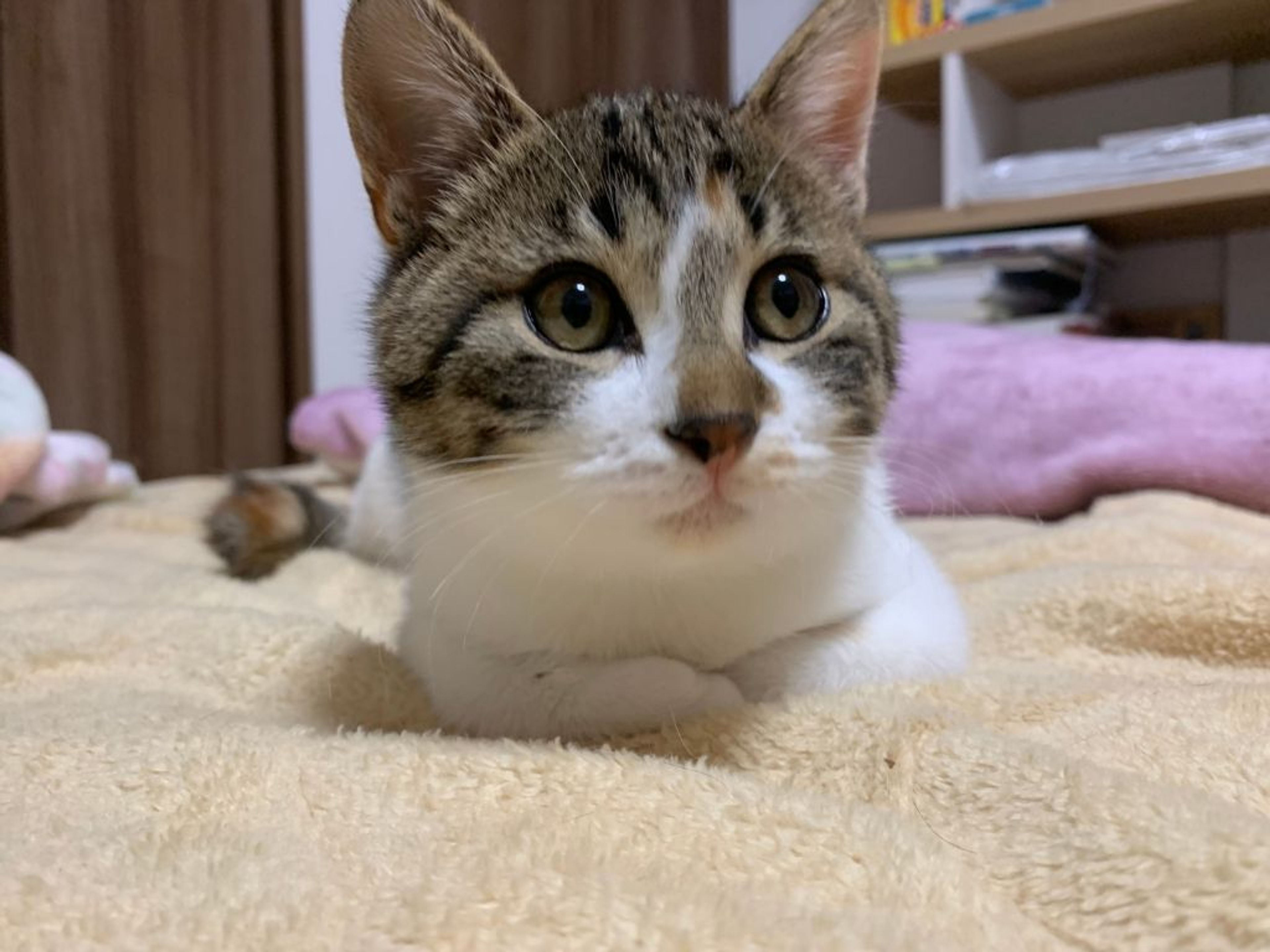 pet-image-2