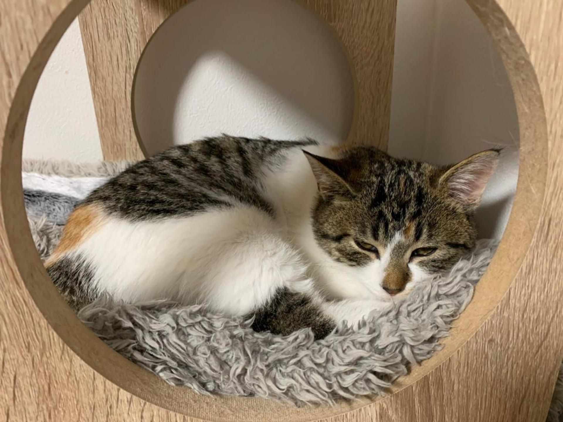 pet-image-4