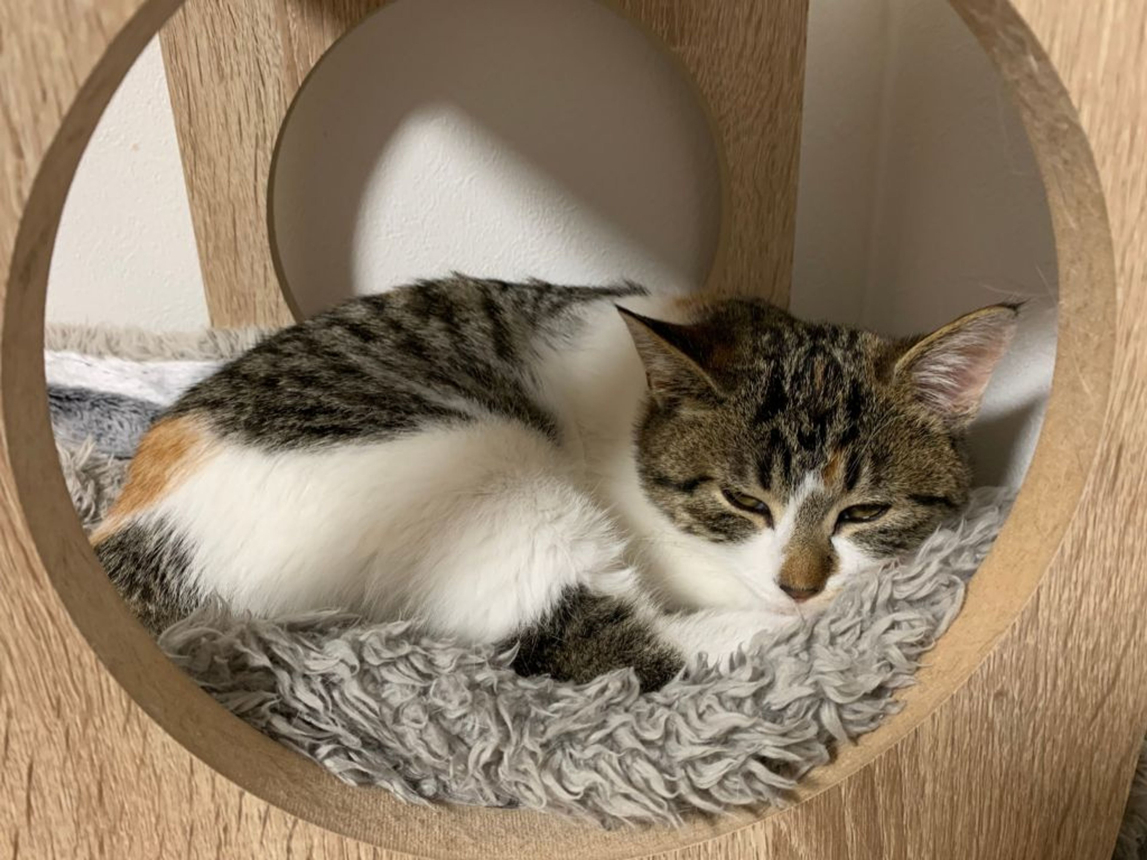 pet-image-4