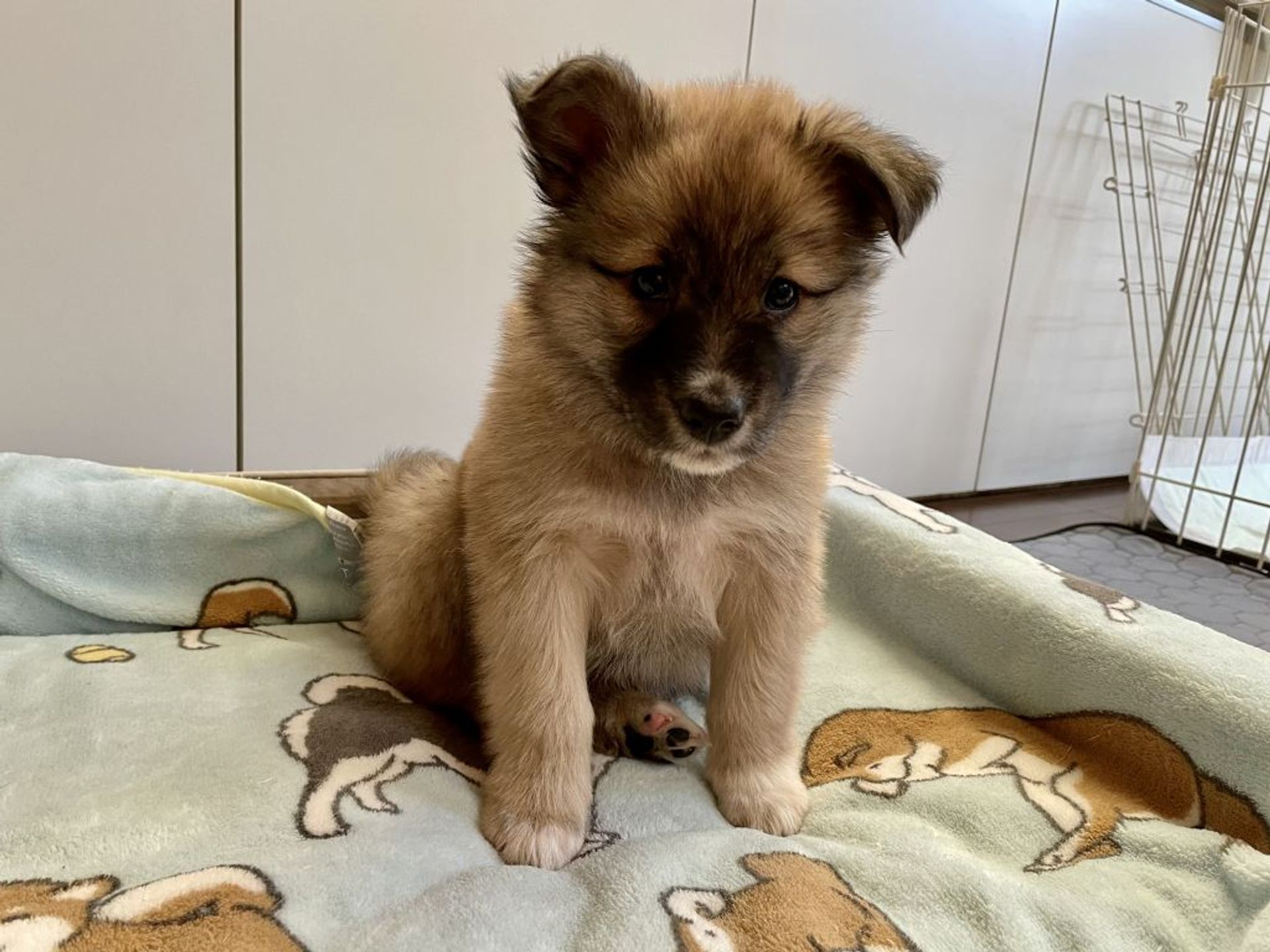 雑種（ミックス犬）・メスの里親募集の写真