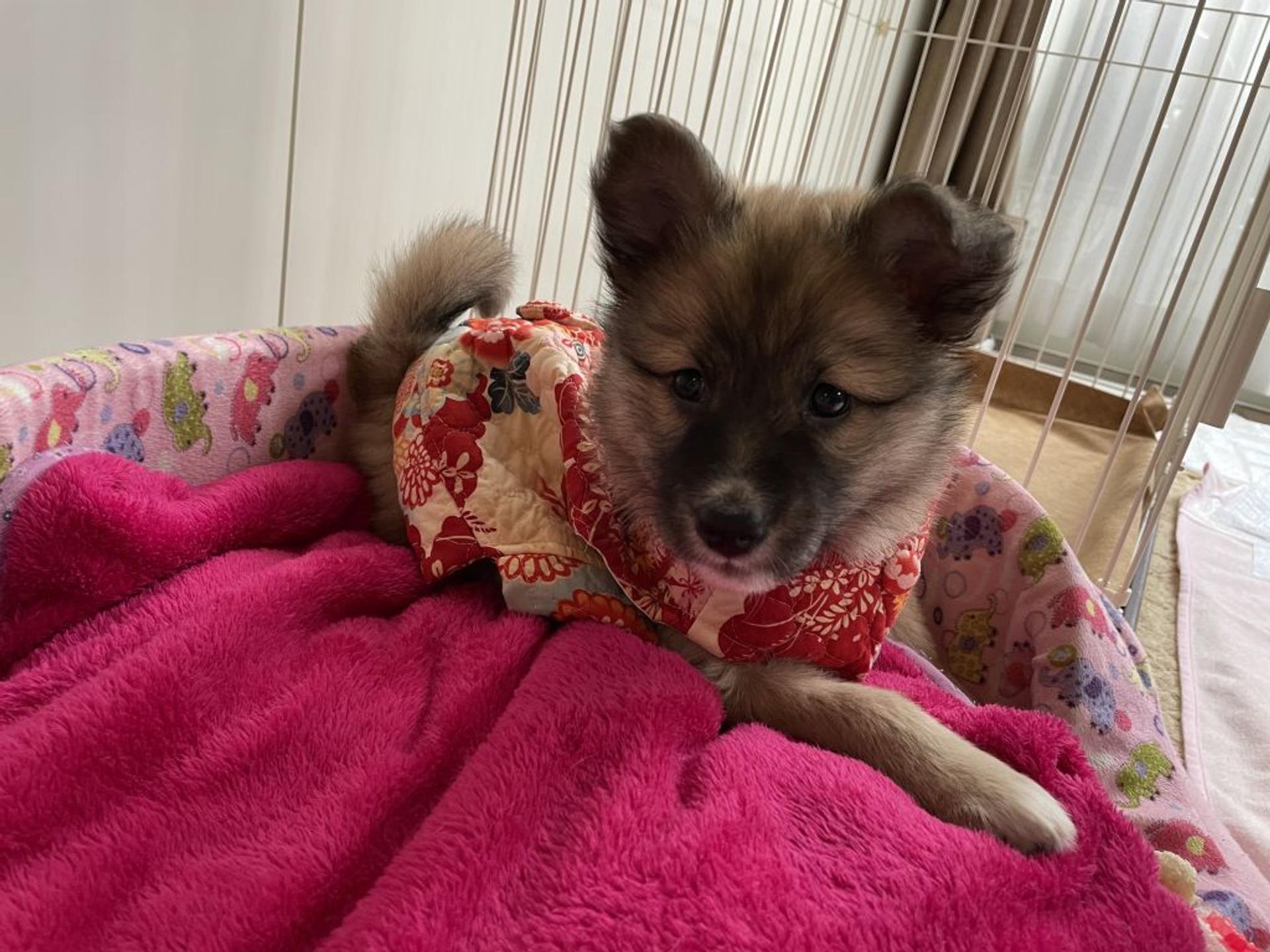 pet-image-3