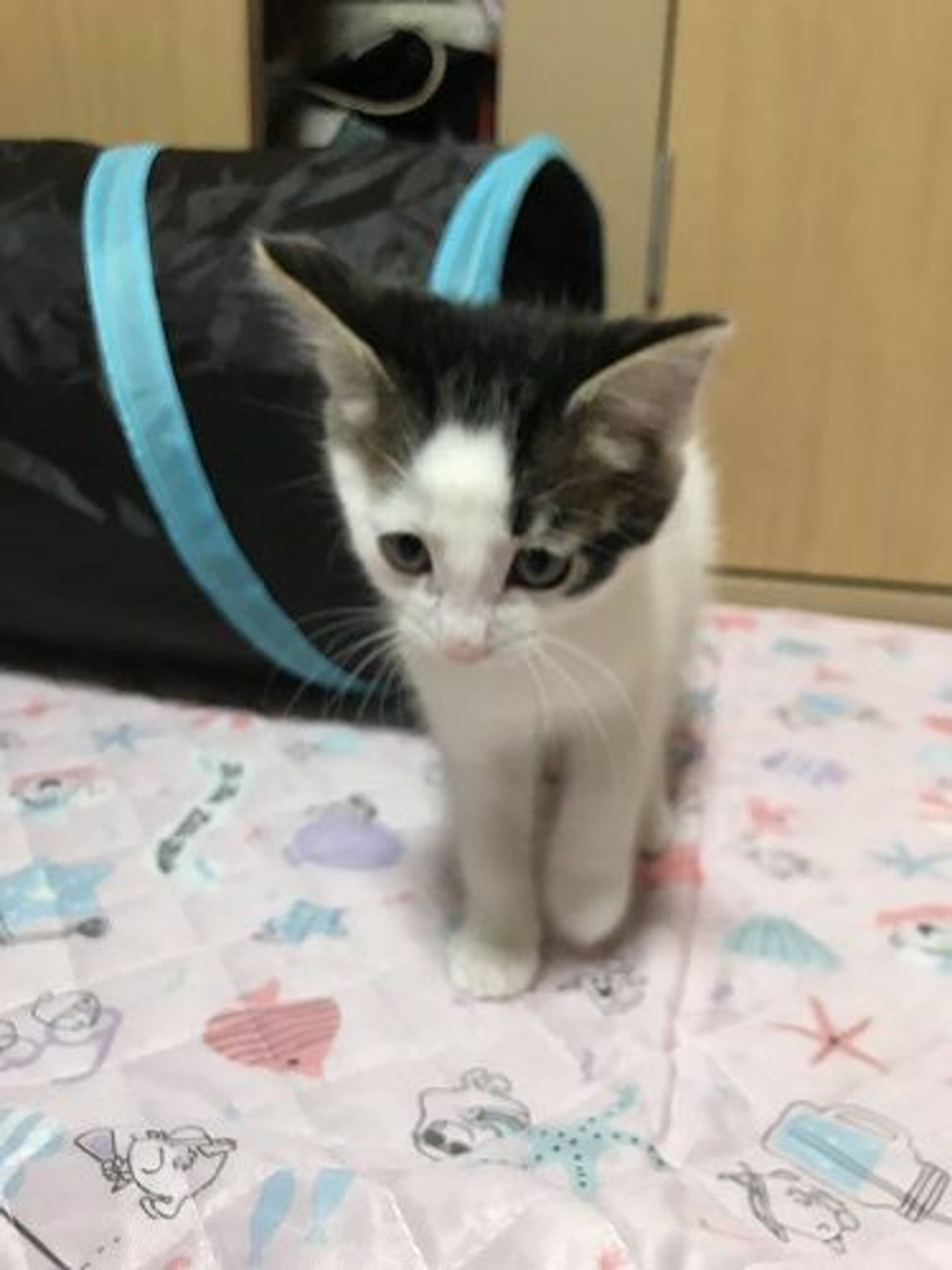 日本猫・メスの里親募集の写真