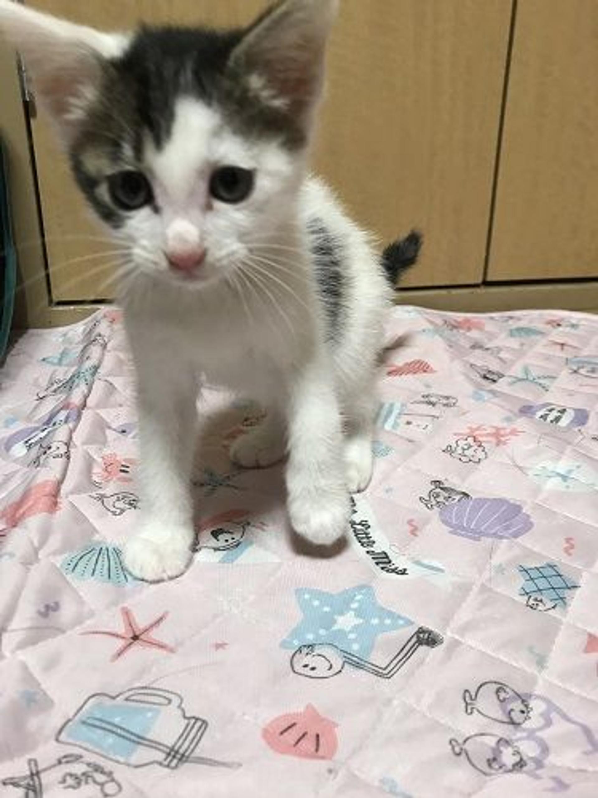 pet-image-2