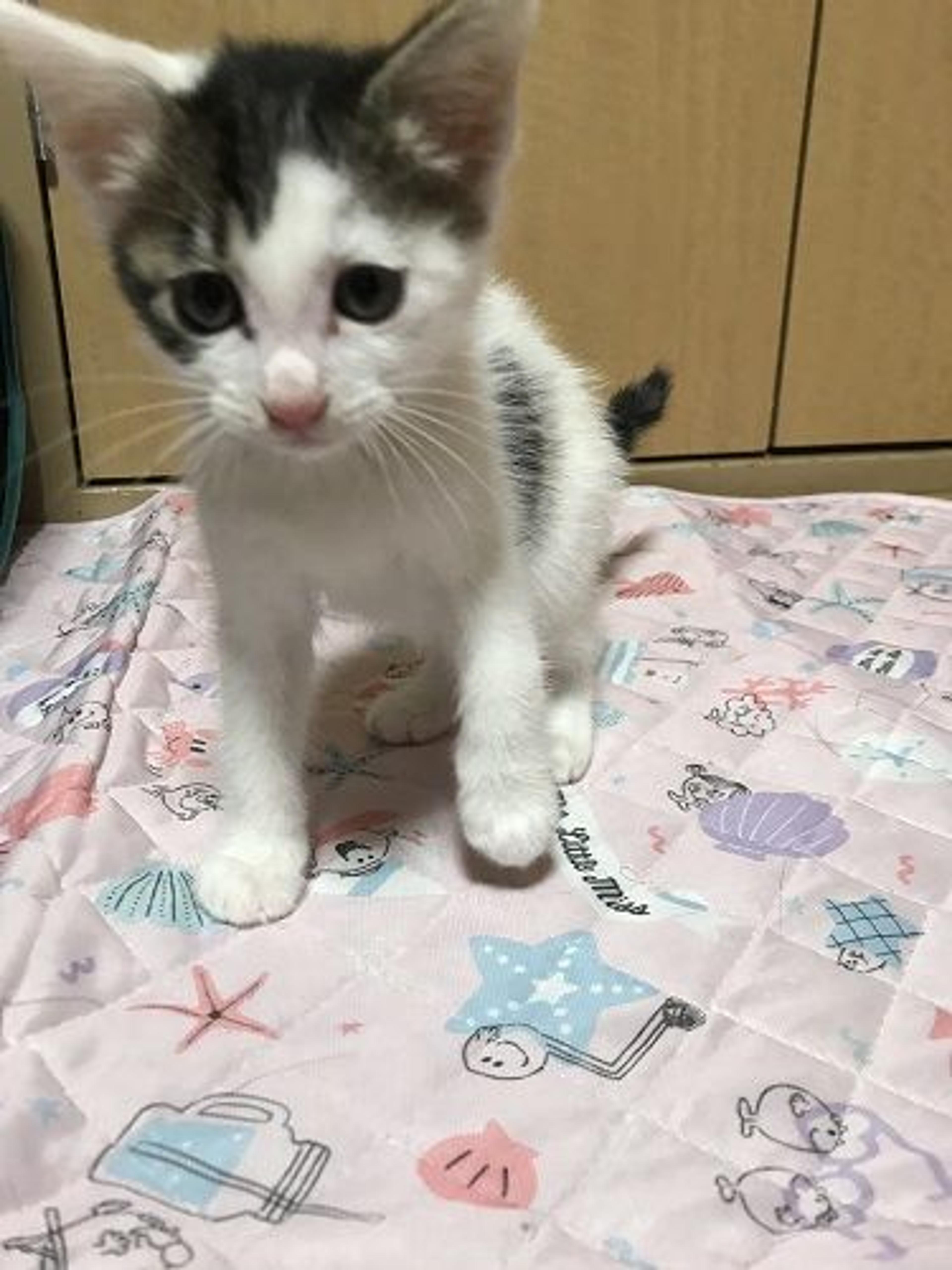 pet-image-2