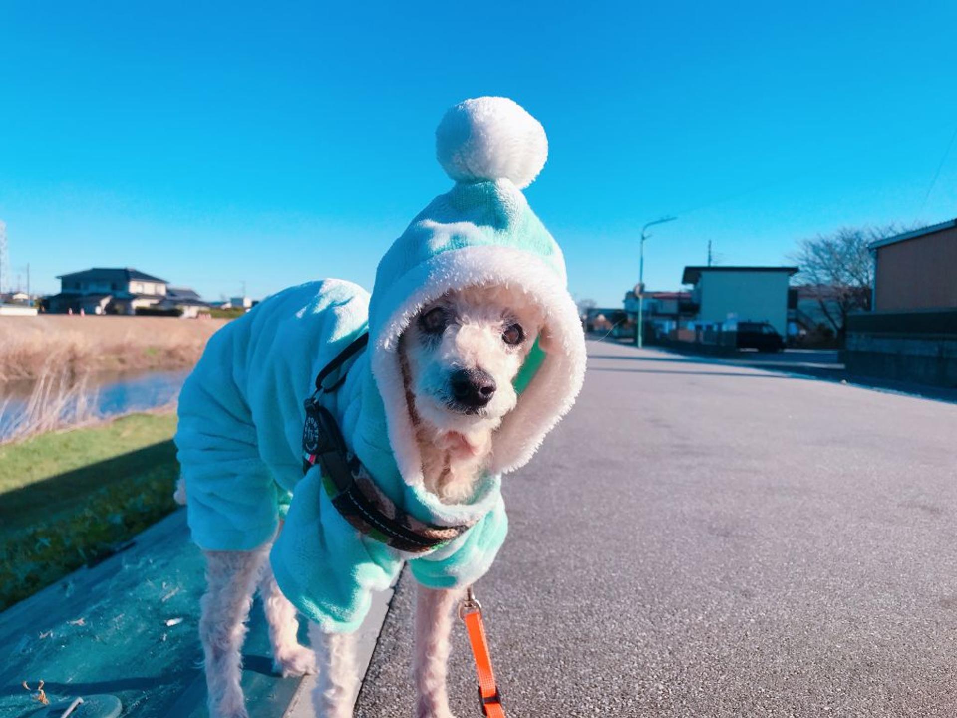 pet-image-3