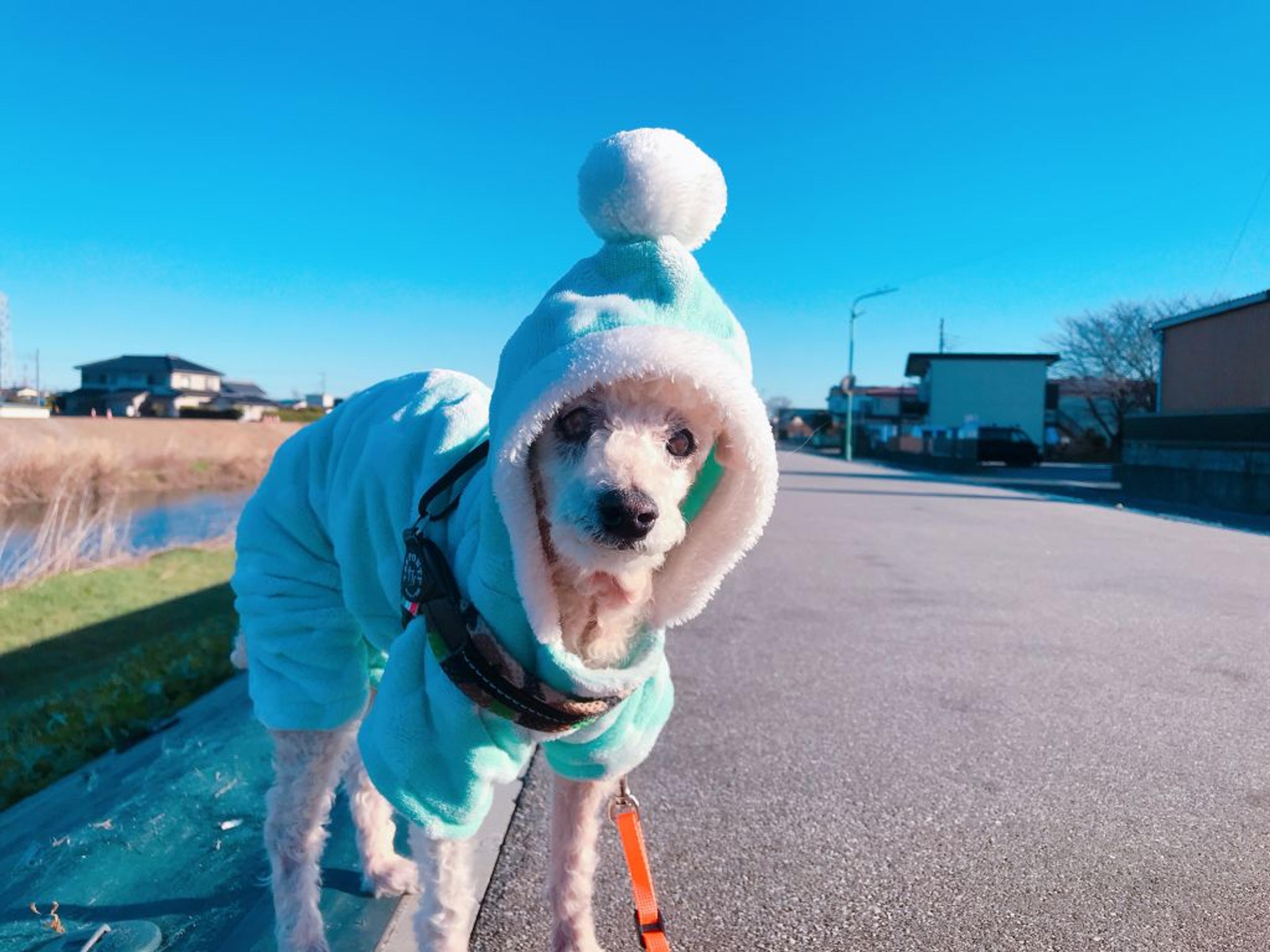 pet-image-3