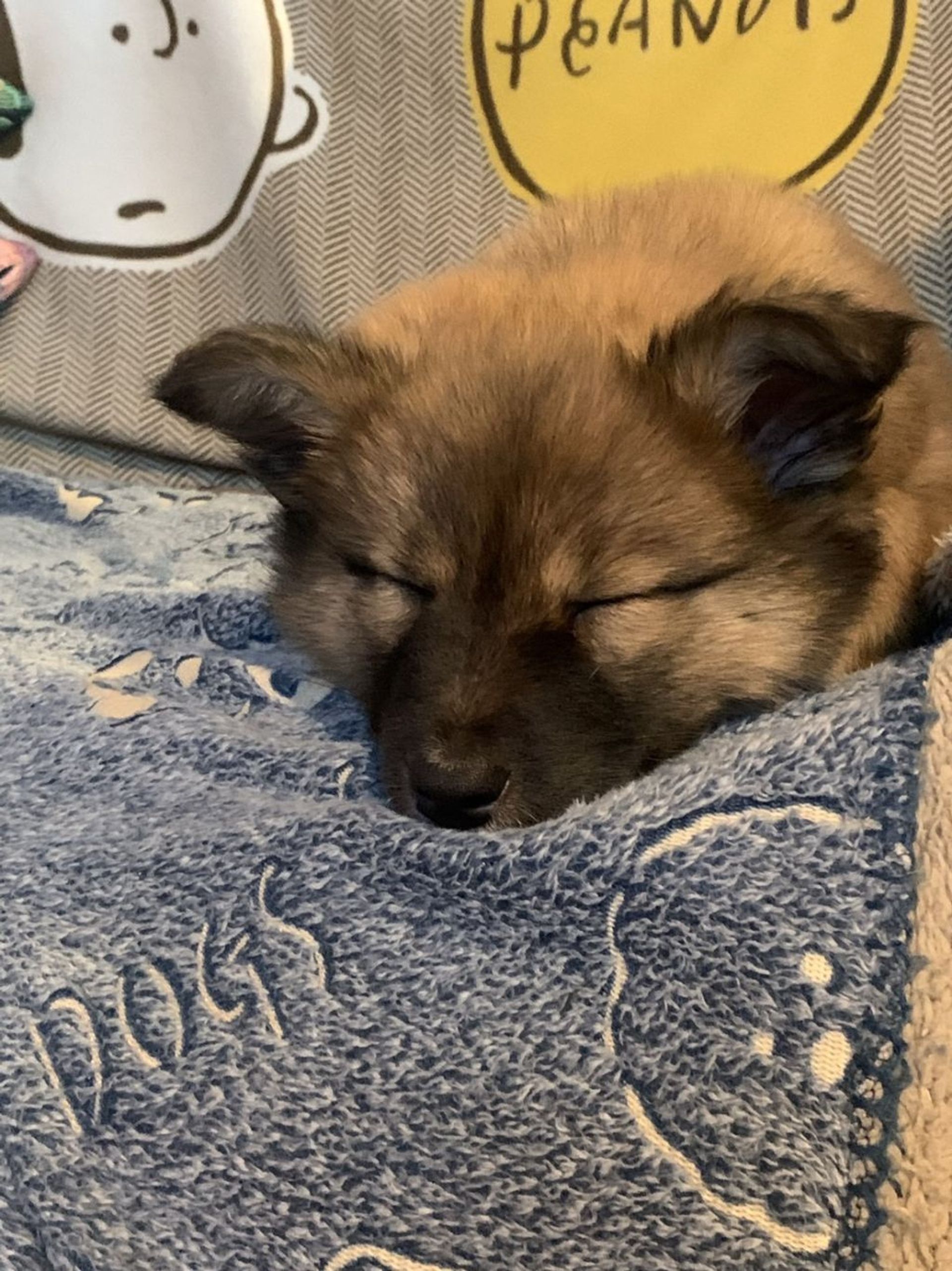 雑種（ミックス犬）・メスの里親募集の写真