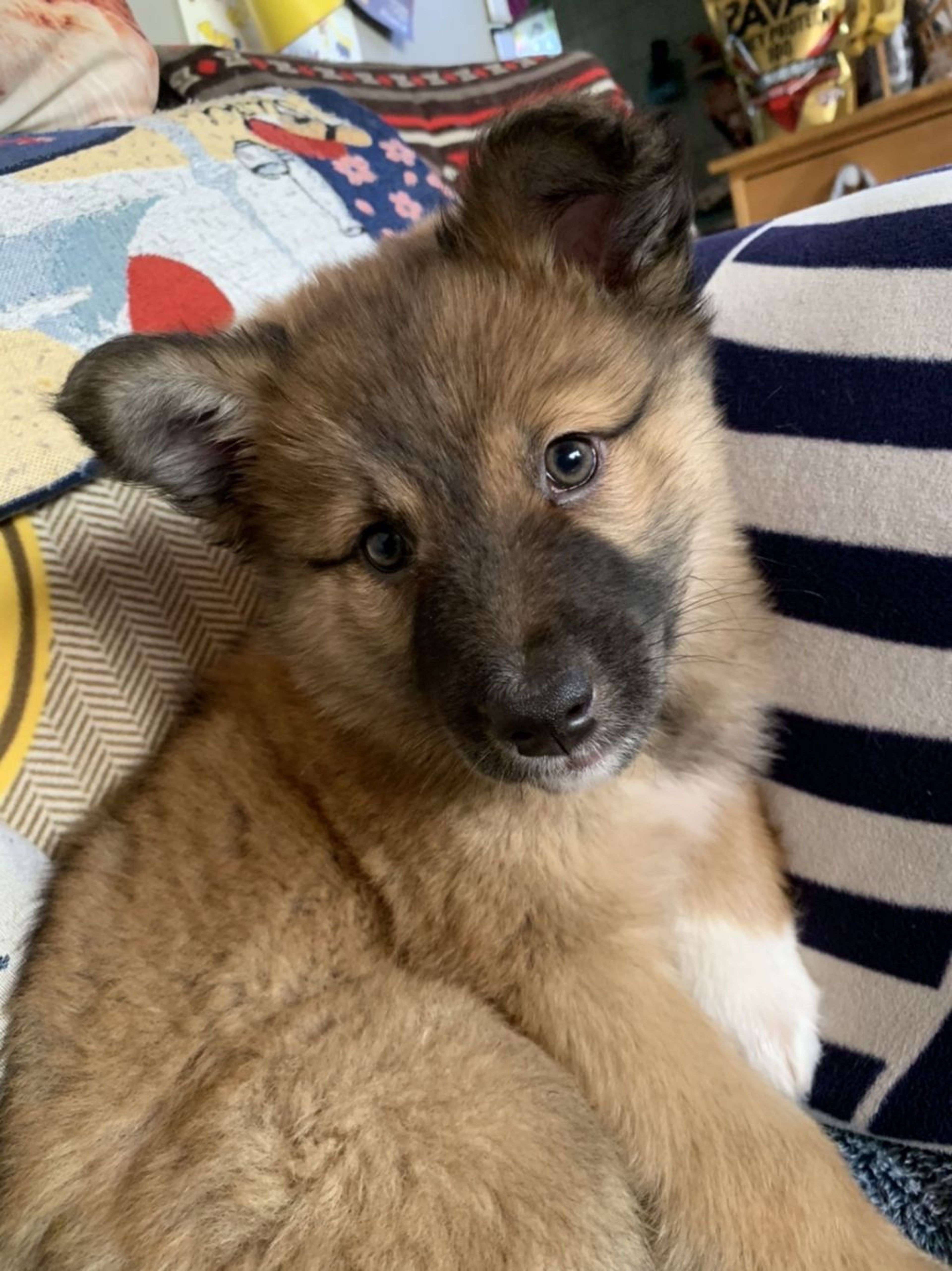 pet-image-2