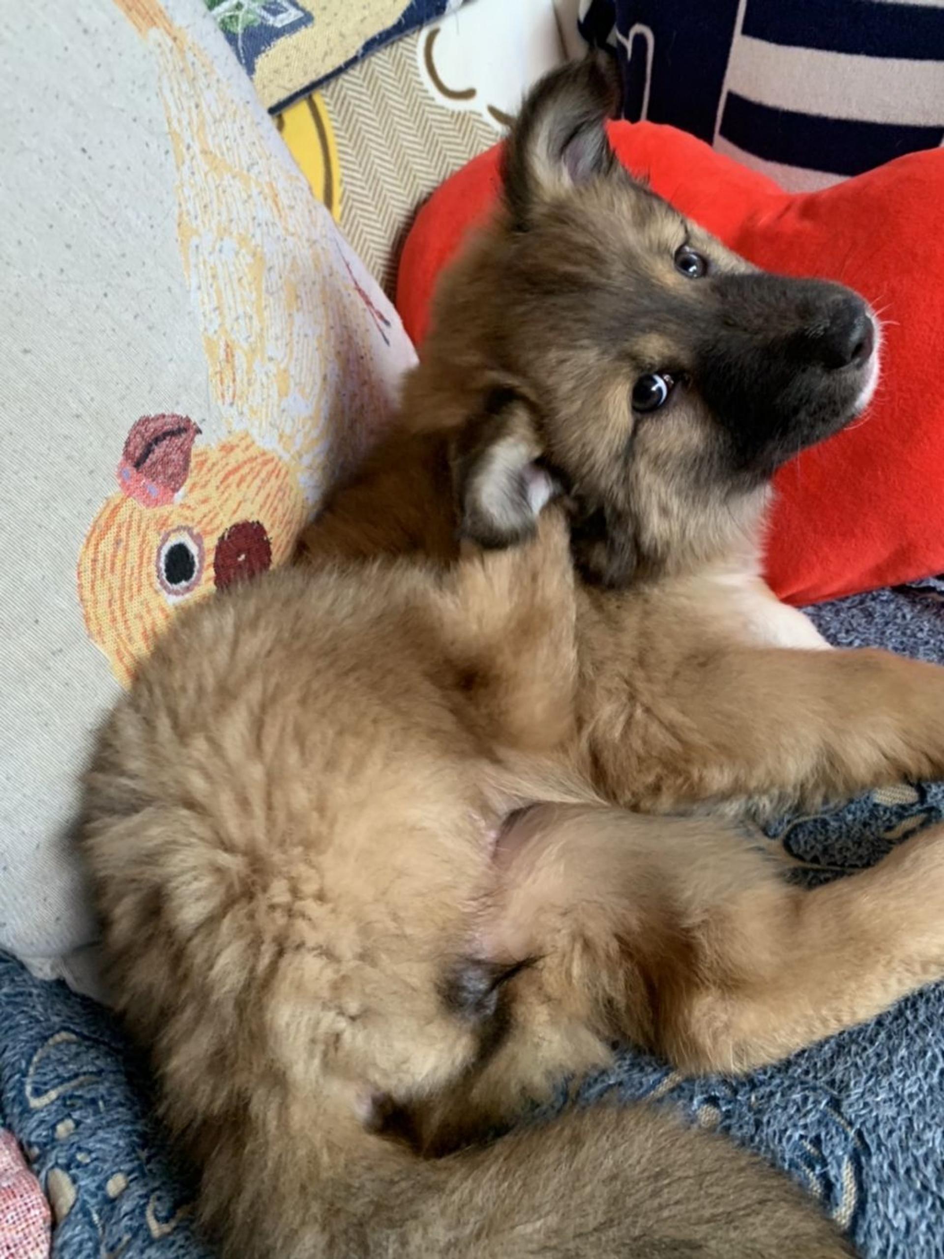 pet-image-5
