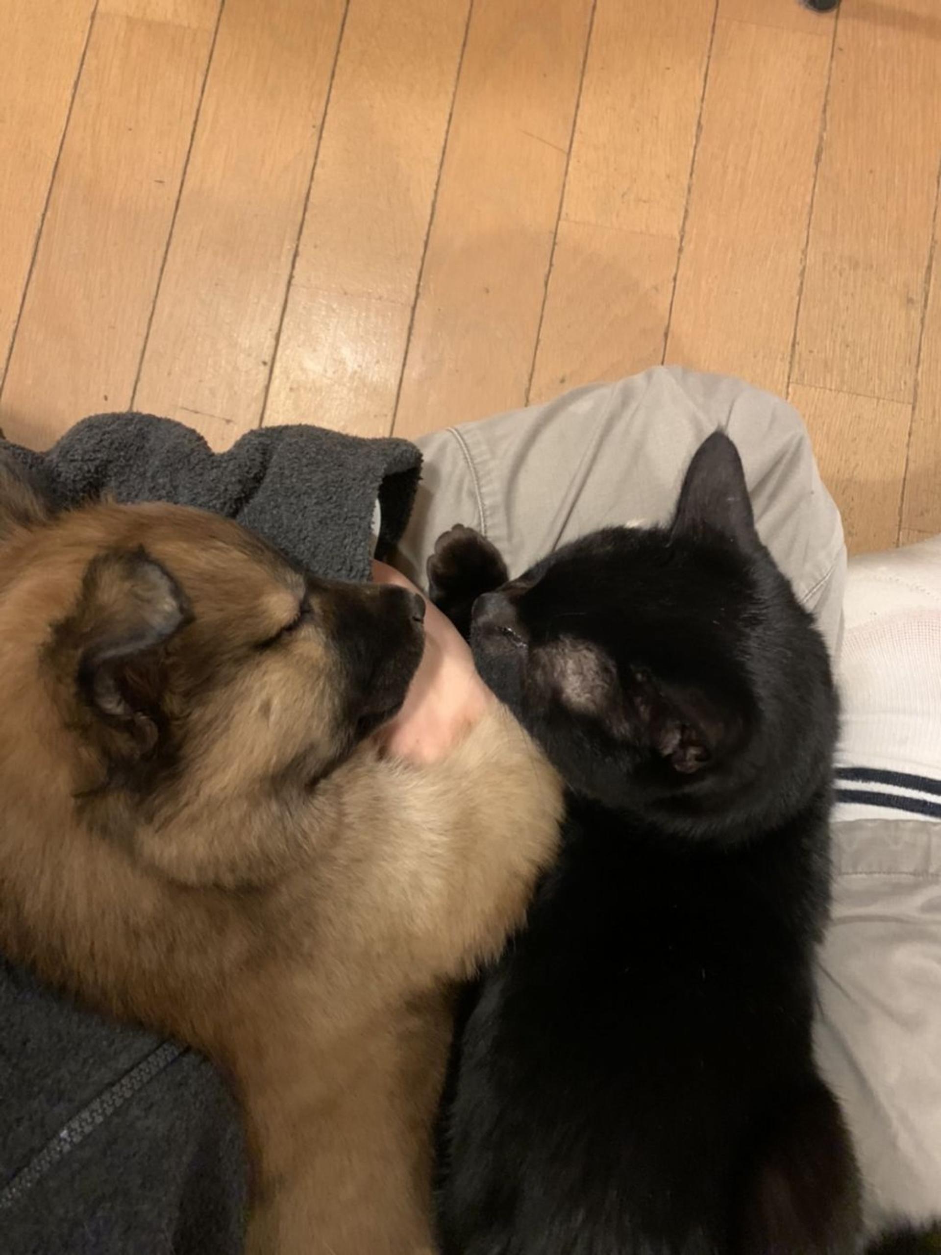 pet-image-6