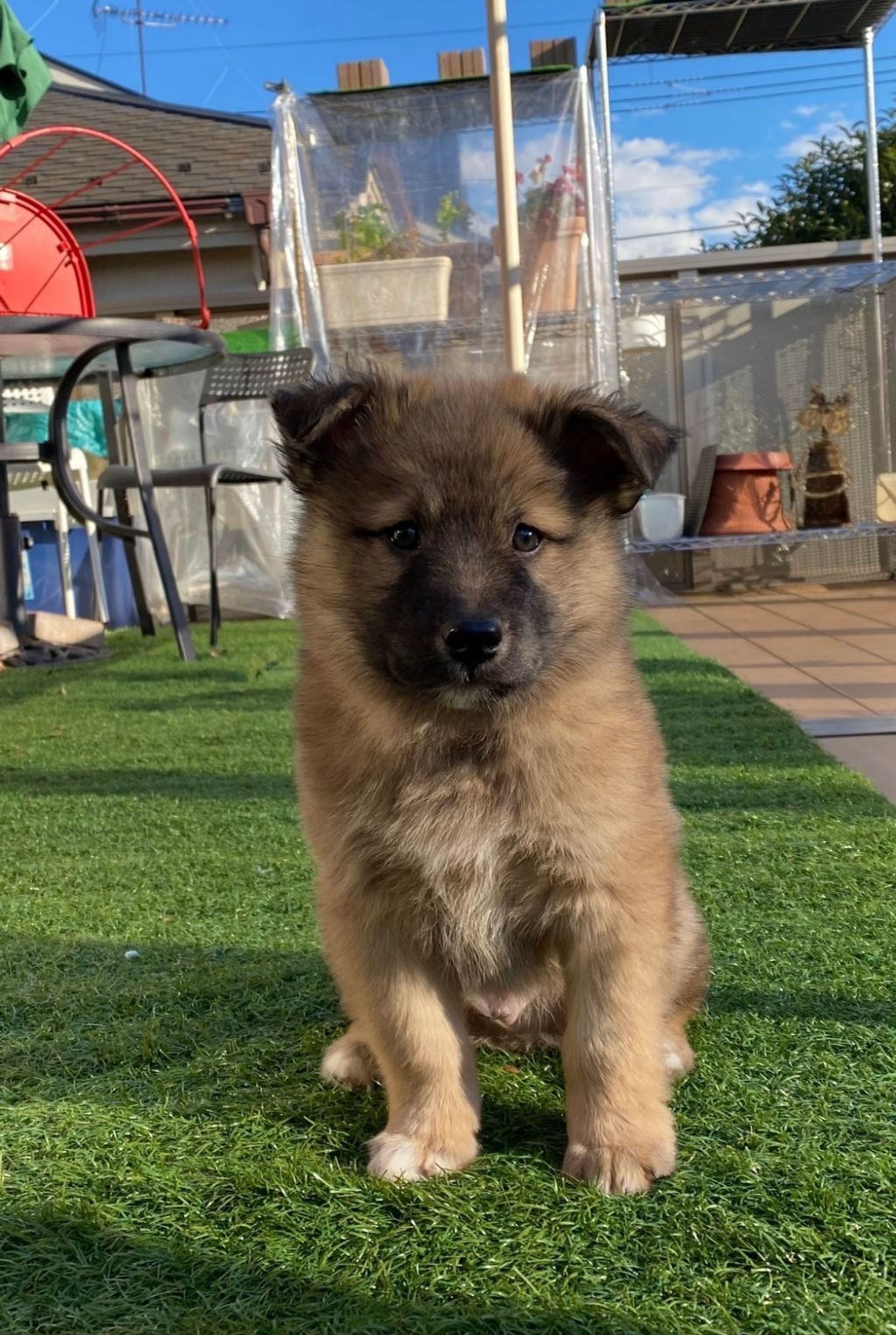 雑種（ミックス犬）・オスの里親募集の写真