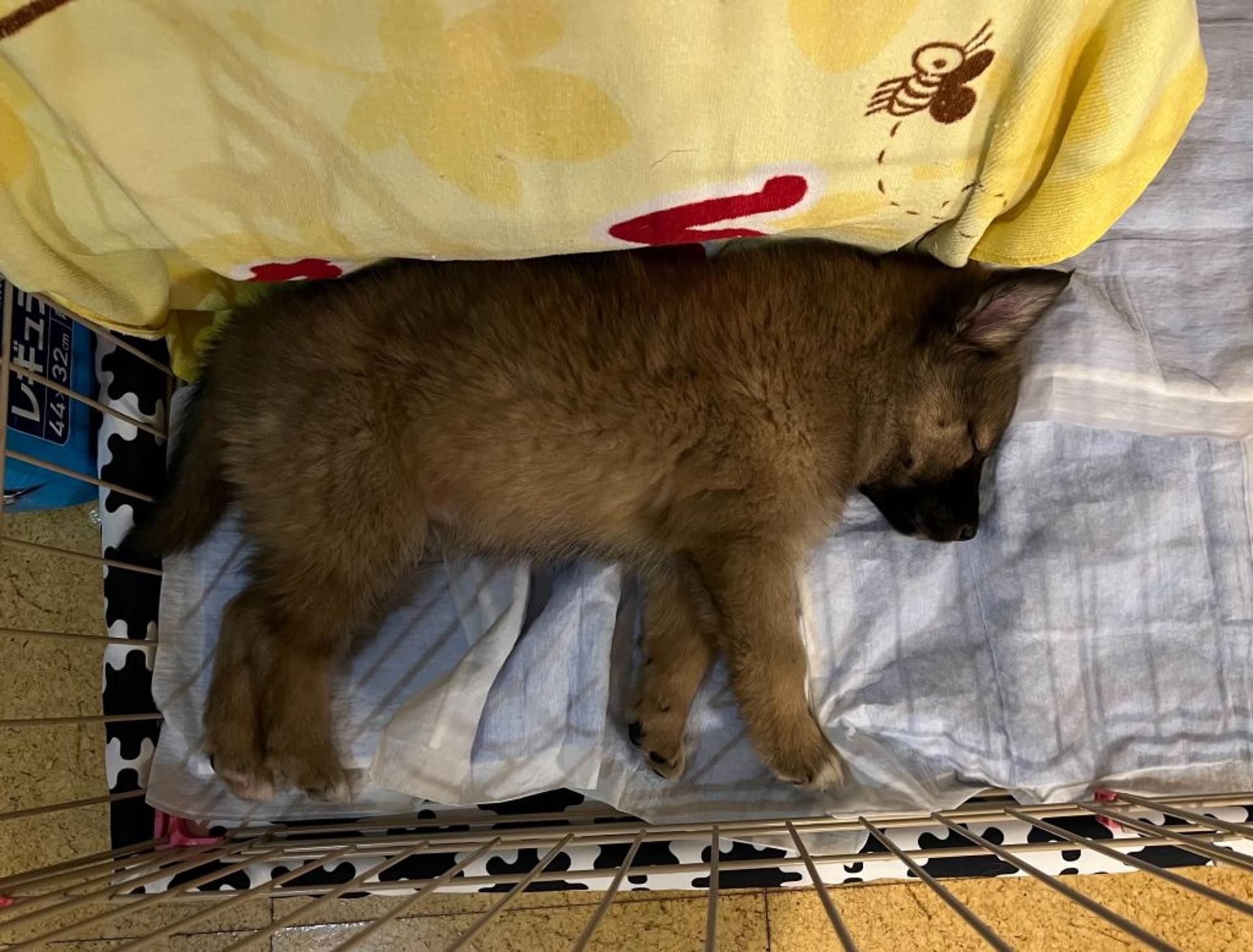pet-image-4