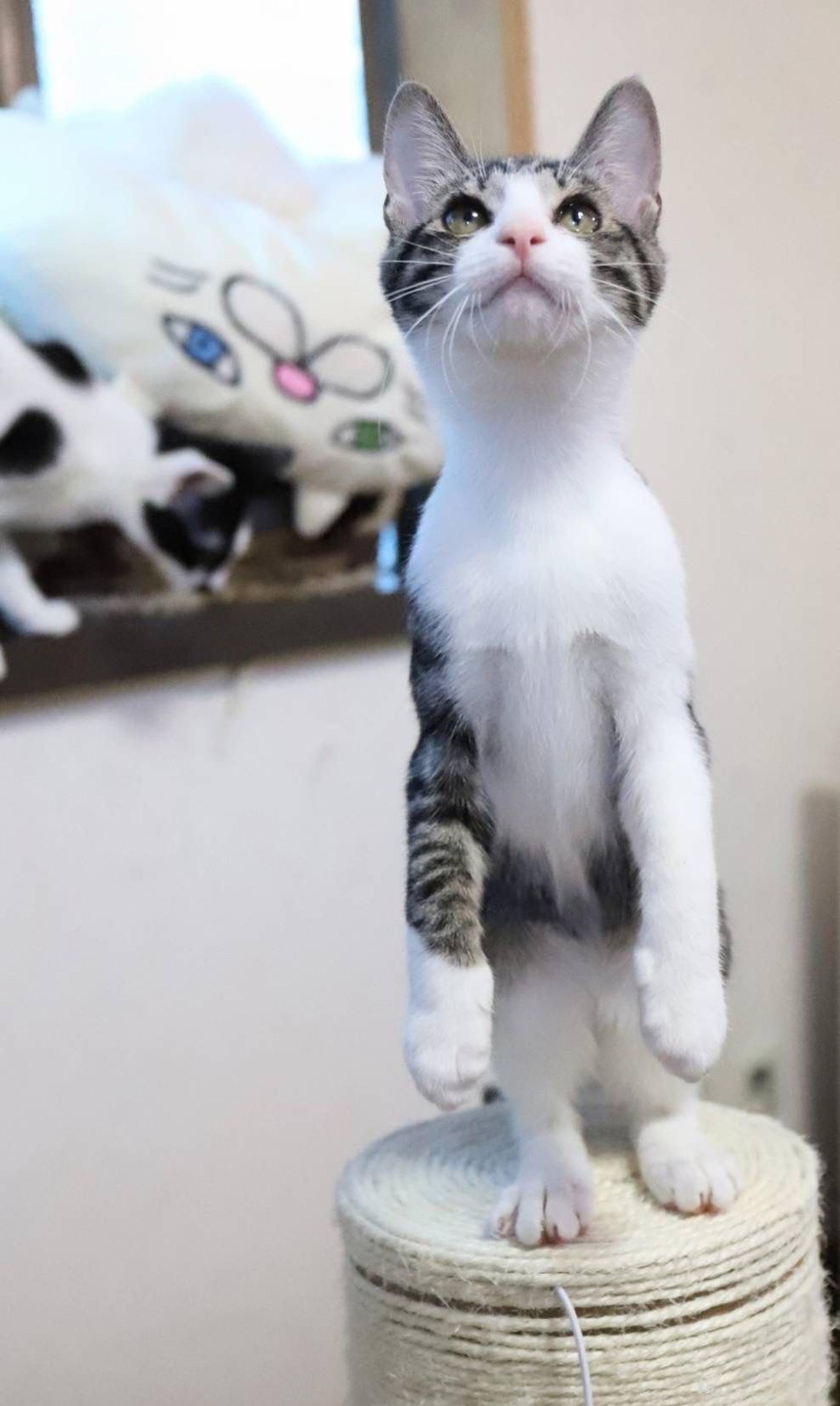 pet-image-4