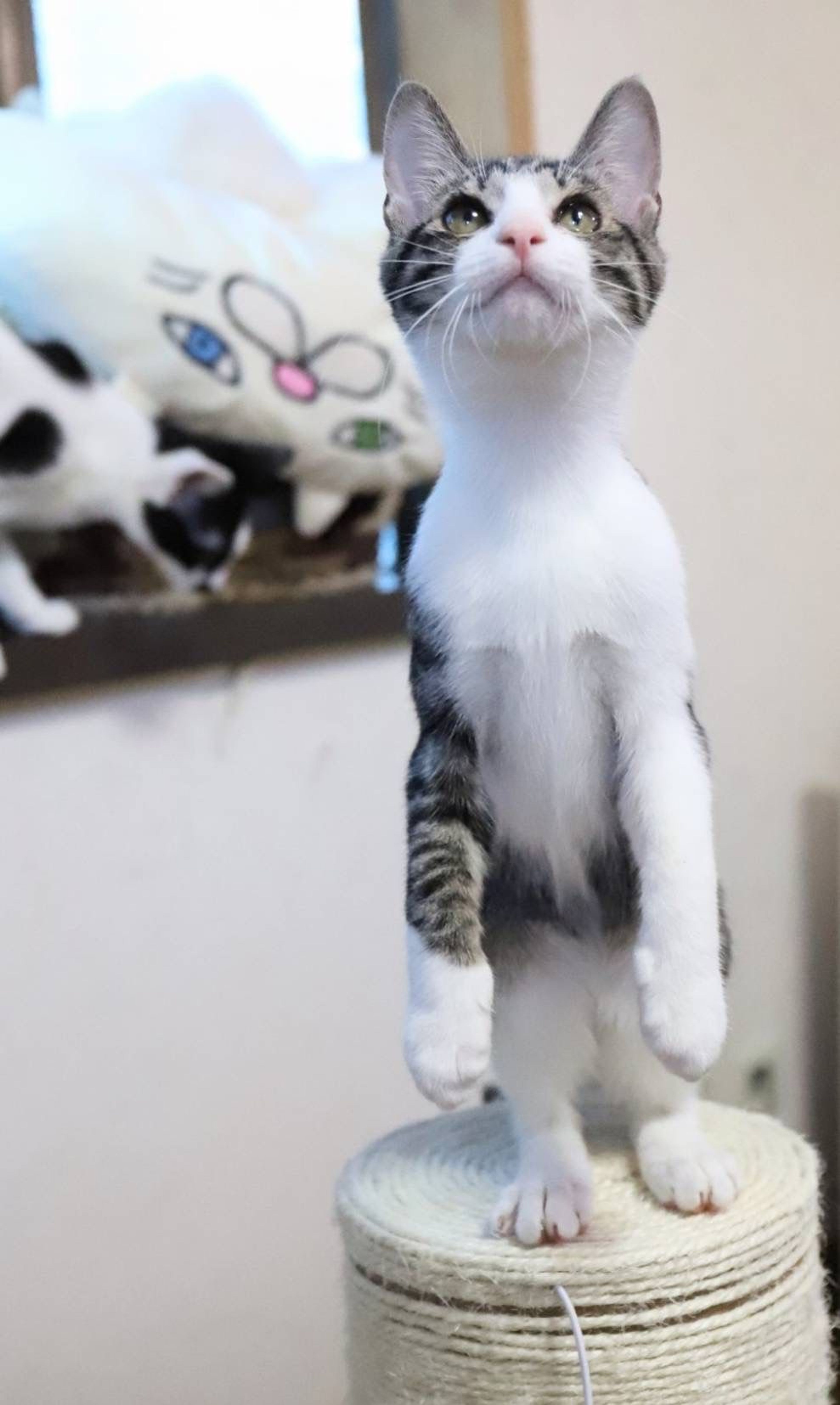 pet-image-4