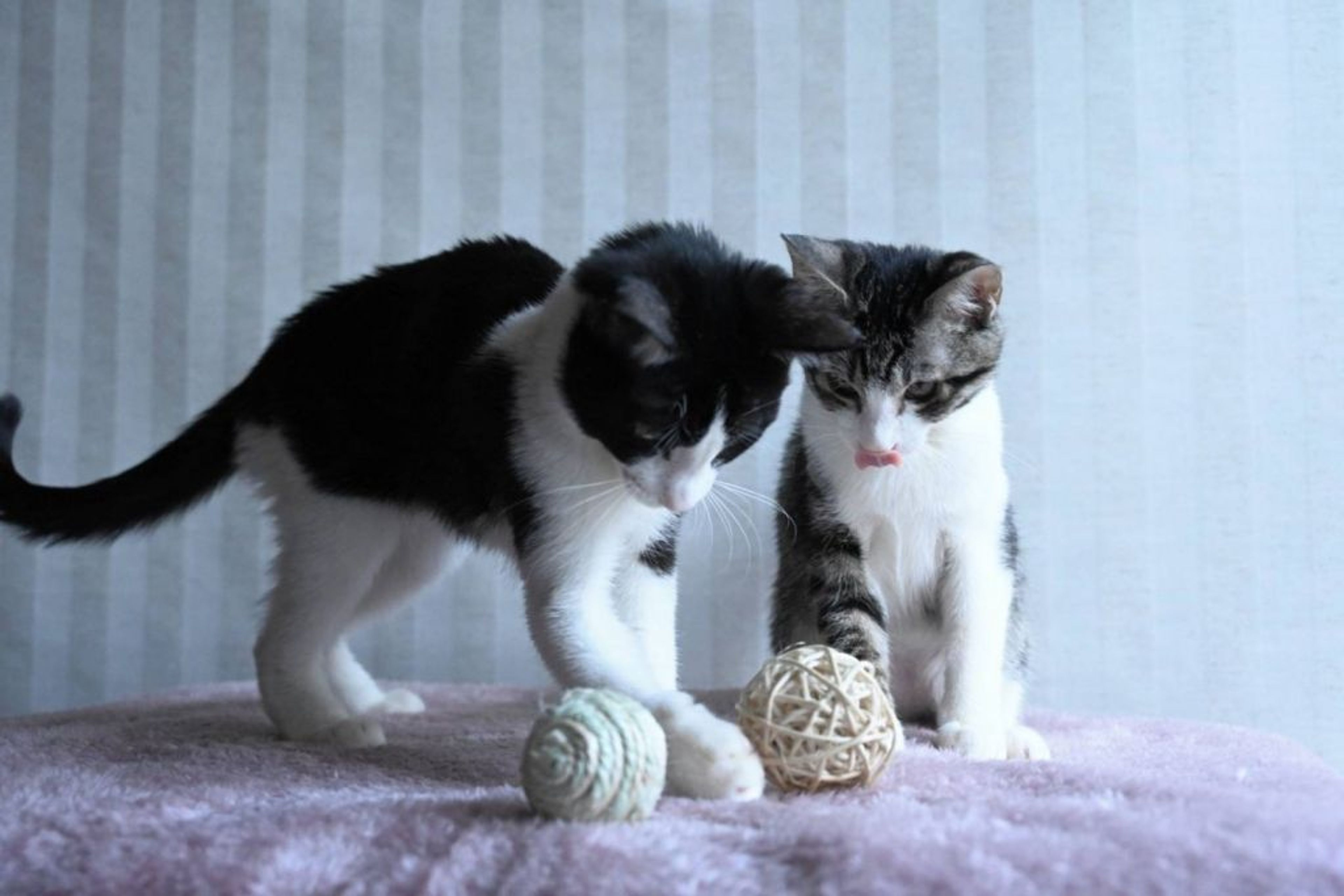 pet-image-5