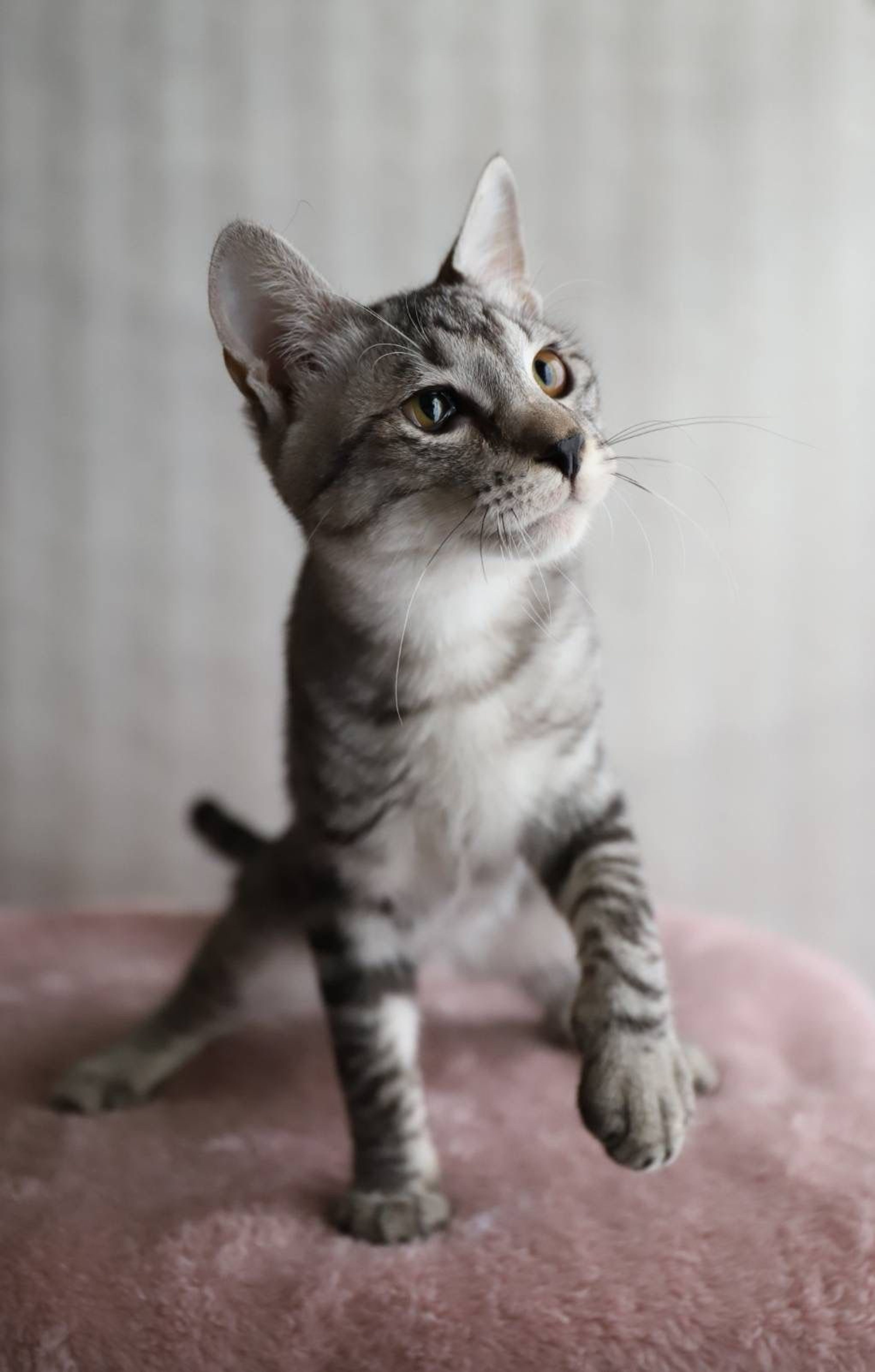 雑種（ミックス猫）・オスの里親募集の写真