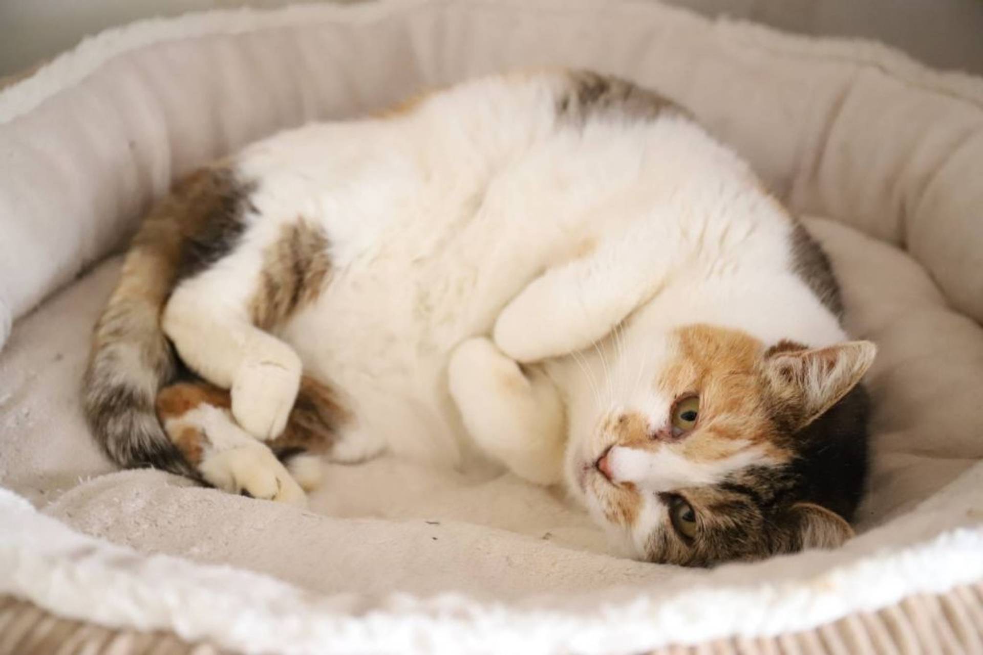 日本猫・メスの里親募集の写真