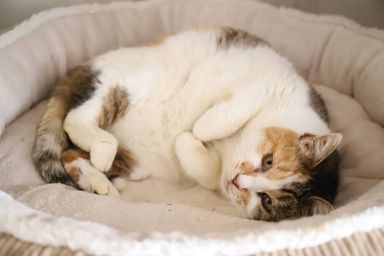 たまちゃんの写真