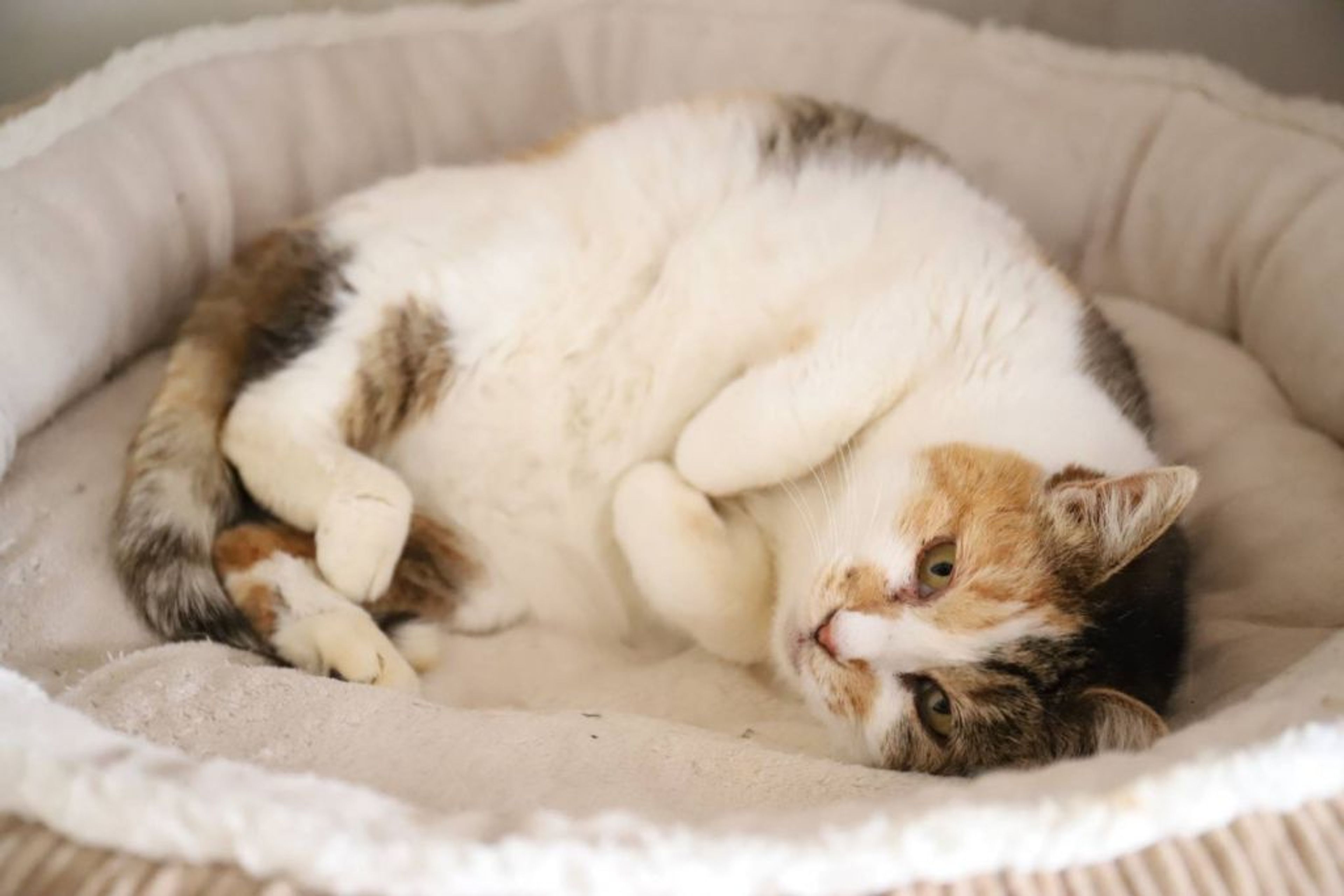 日本猫・メスの里親募集の写真