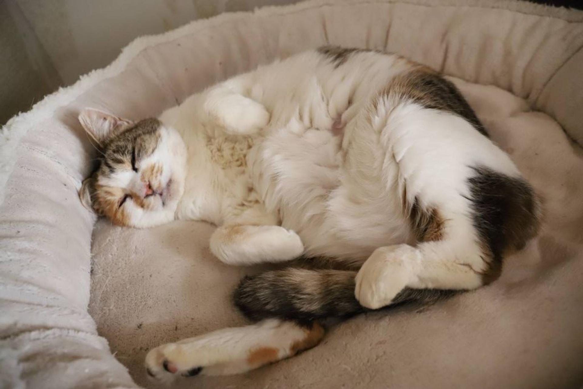 pet-image-3