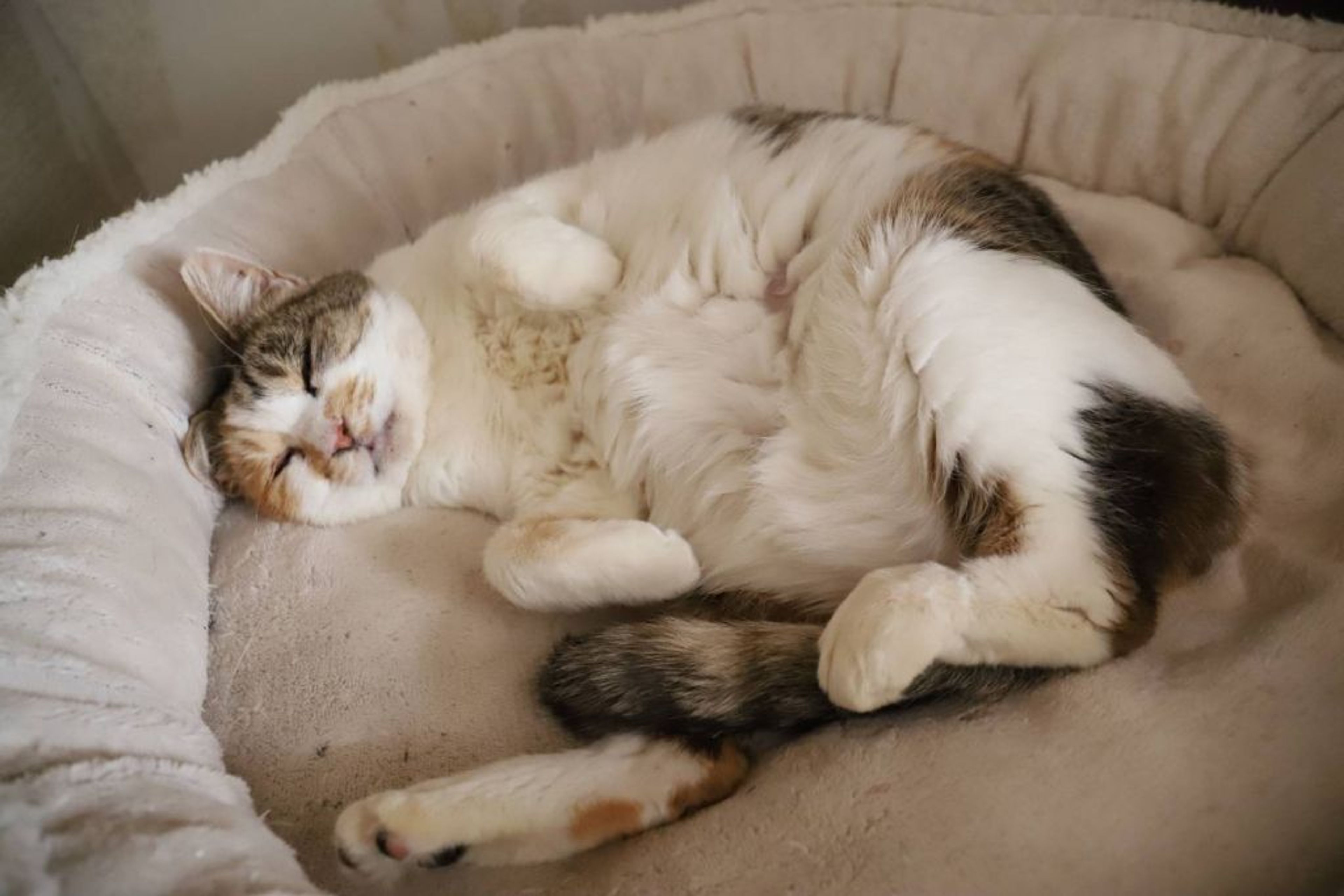 pet-image-3