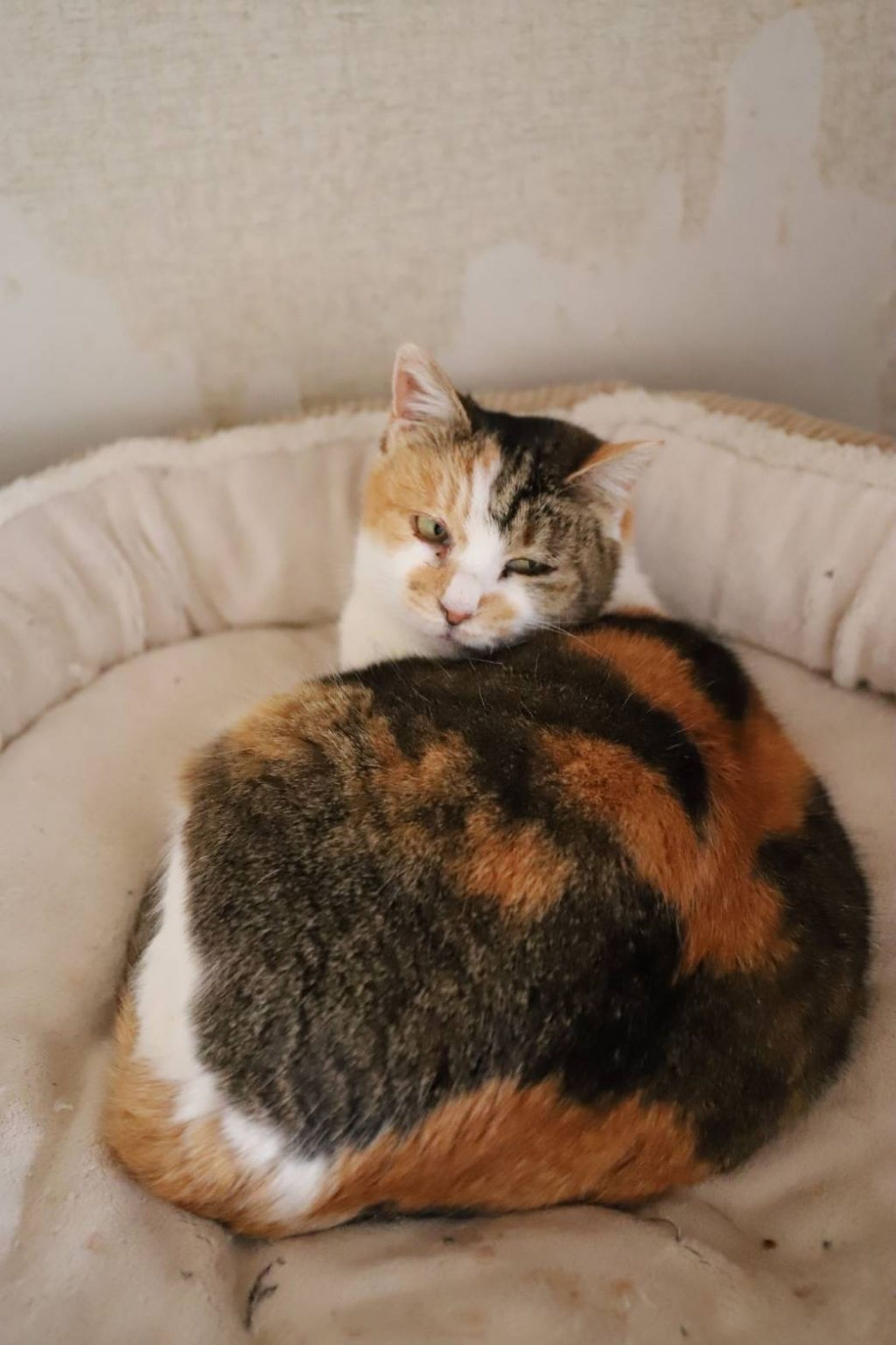 pet-image-4