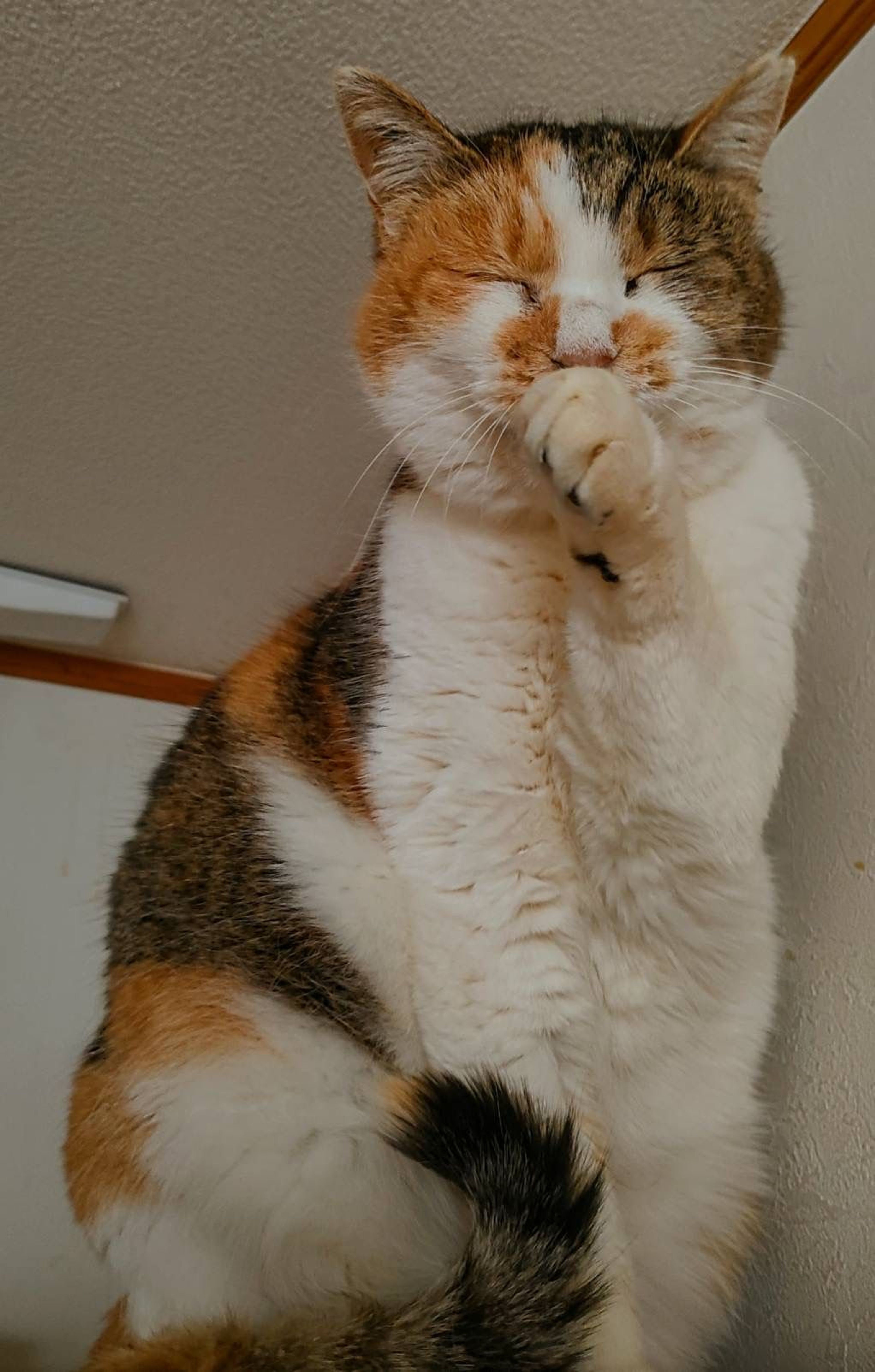 pet-image-5