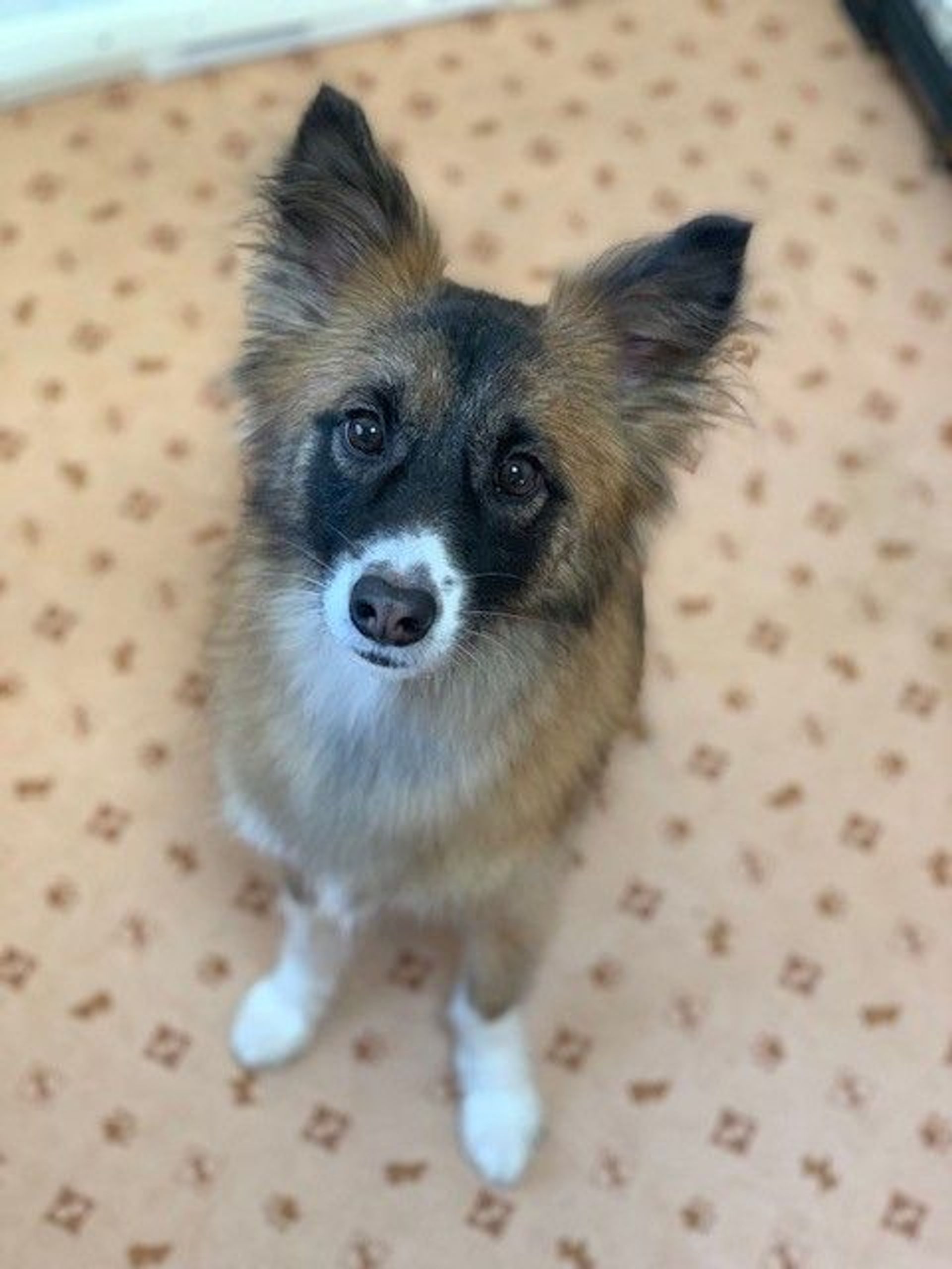 雑種（ミックス犬）・オスの里親募集の写真