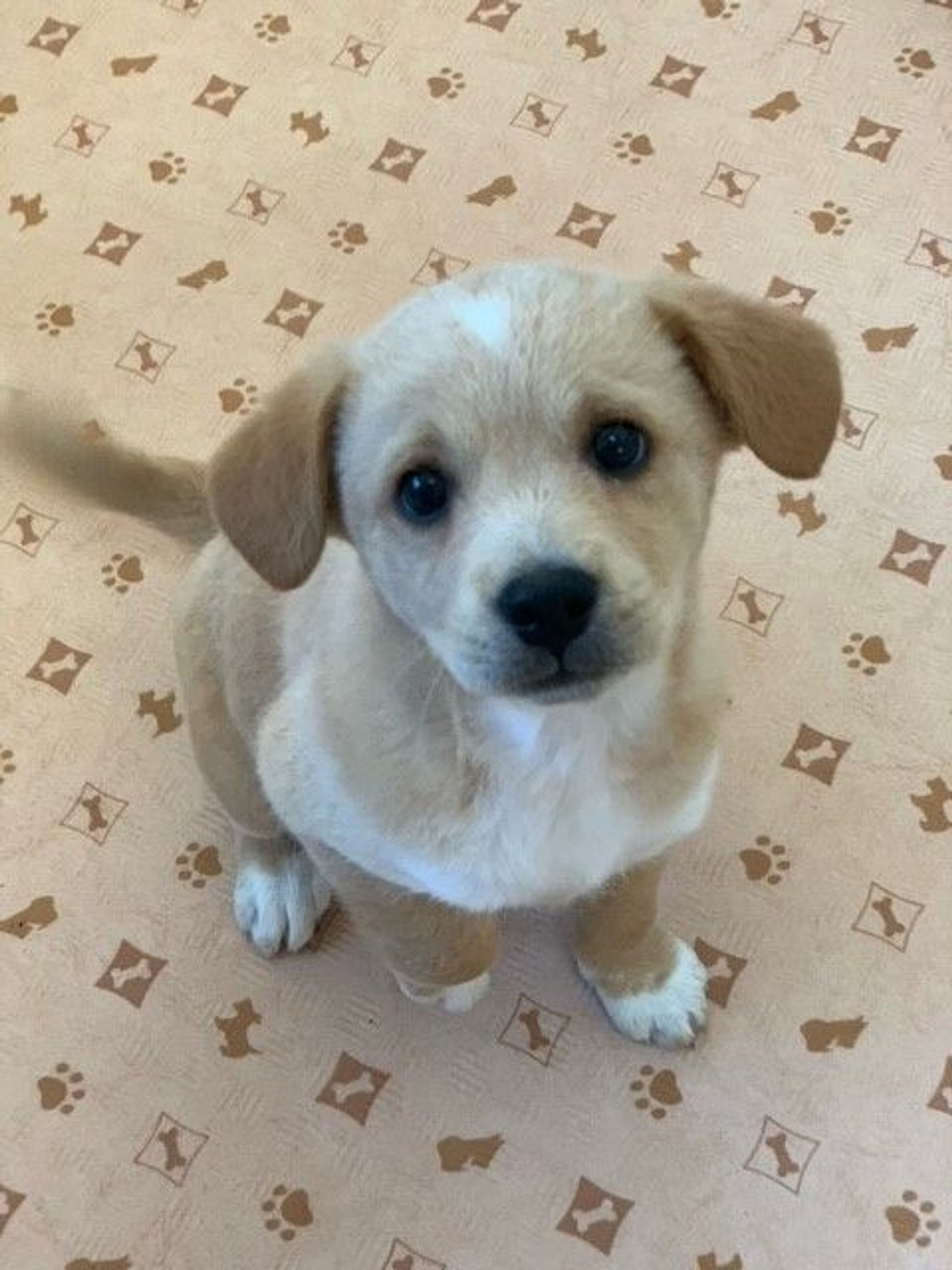 雑種（ミックス犬）・オスの里親募集の写真