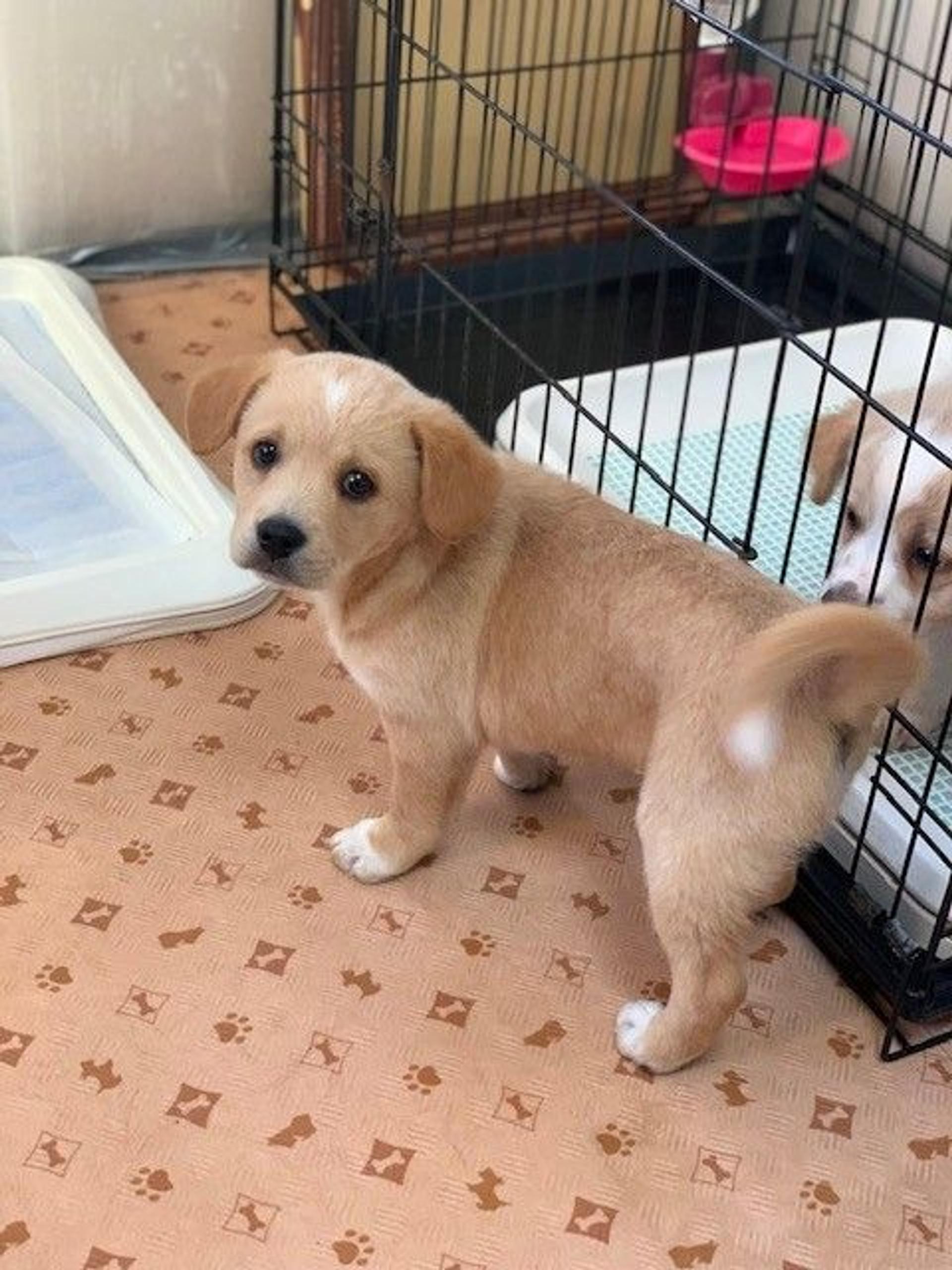 pet-image-3