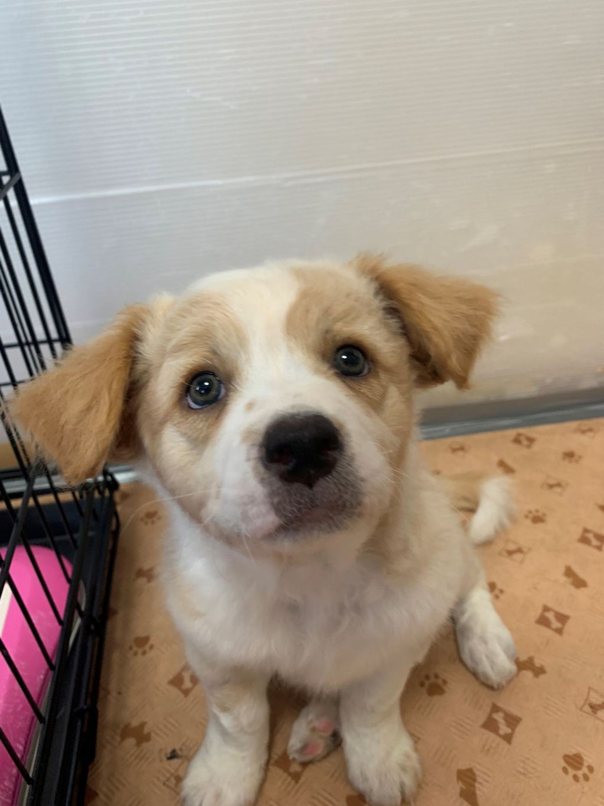 雑種（ミックス犬）・オスの里親募集の写真