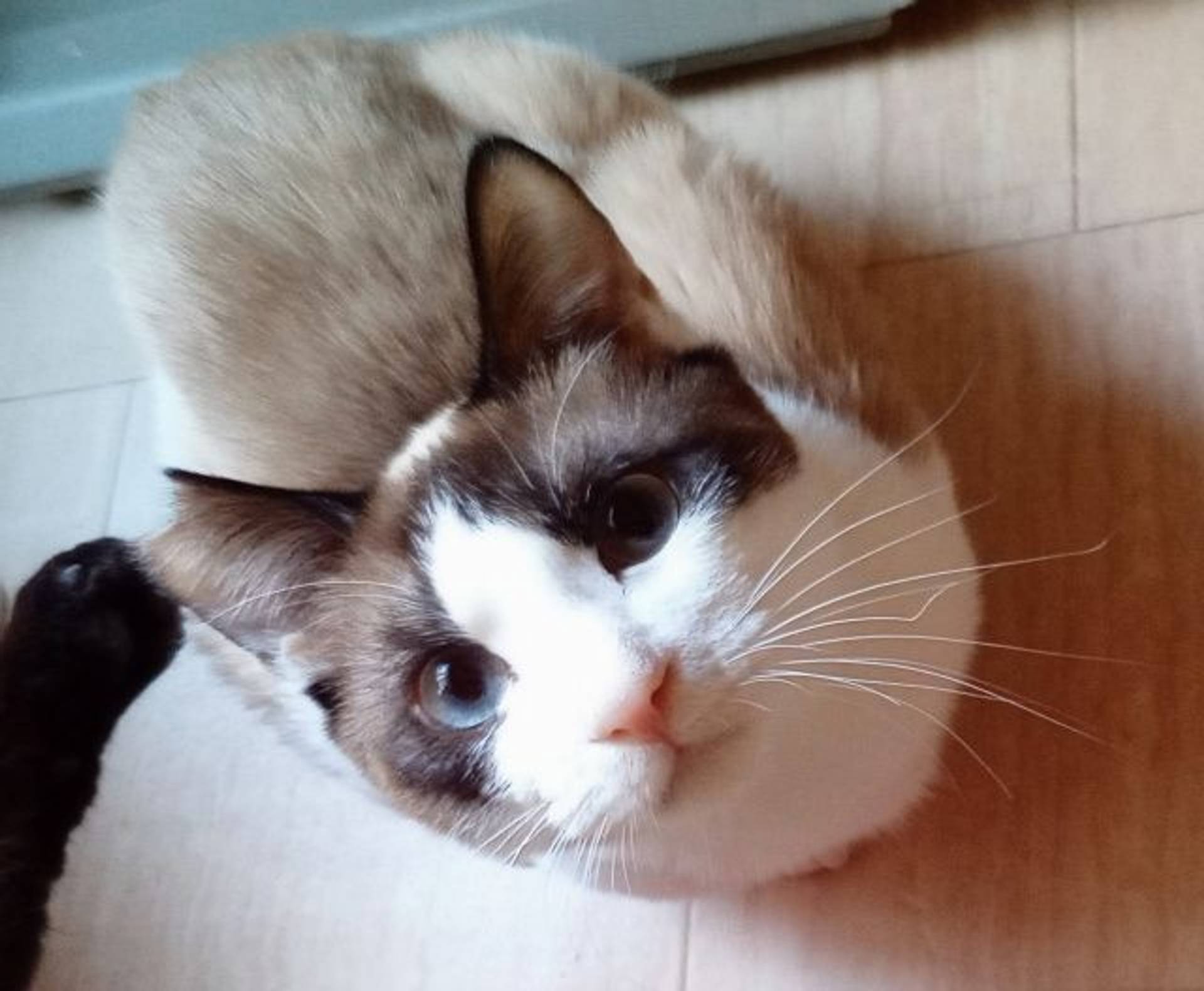 雑種（ミックス猫）・オスの里親募集の写真