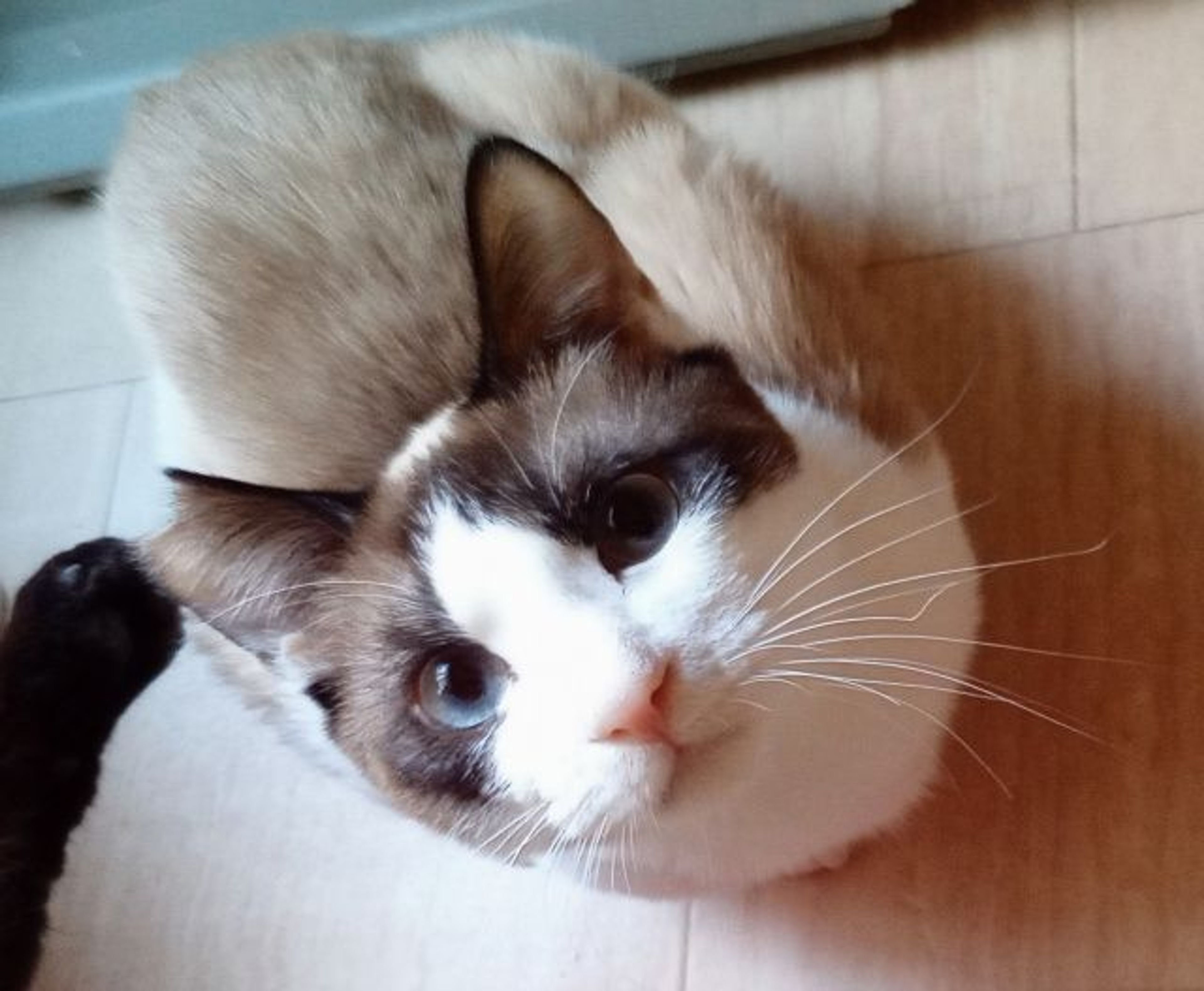 雑種（ミックス猫）・オスの里親募集の写真