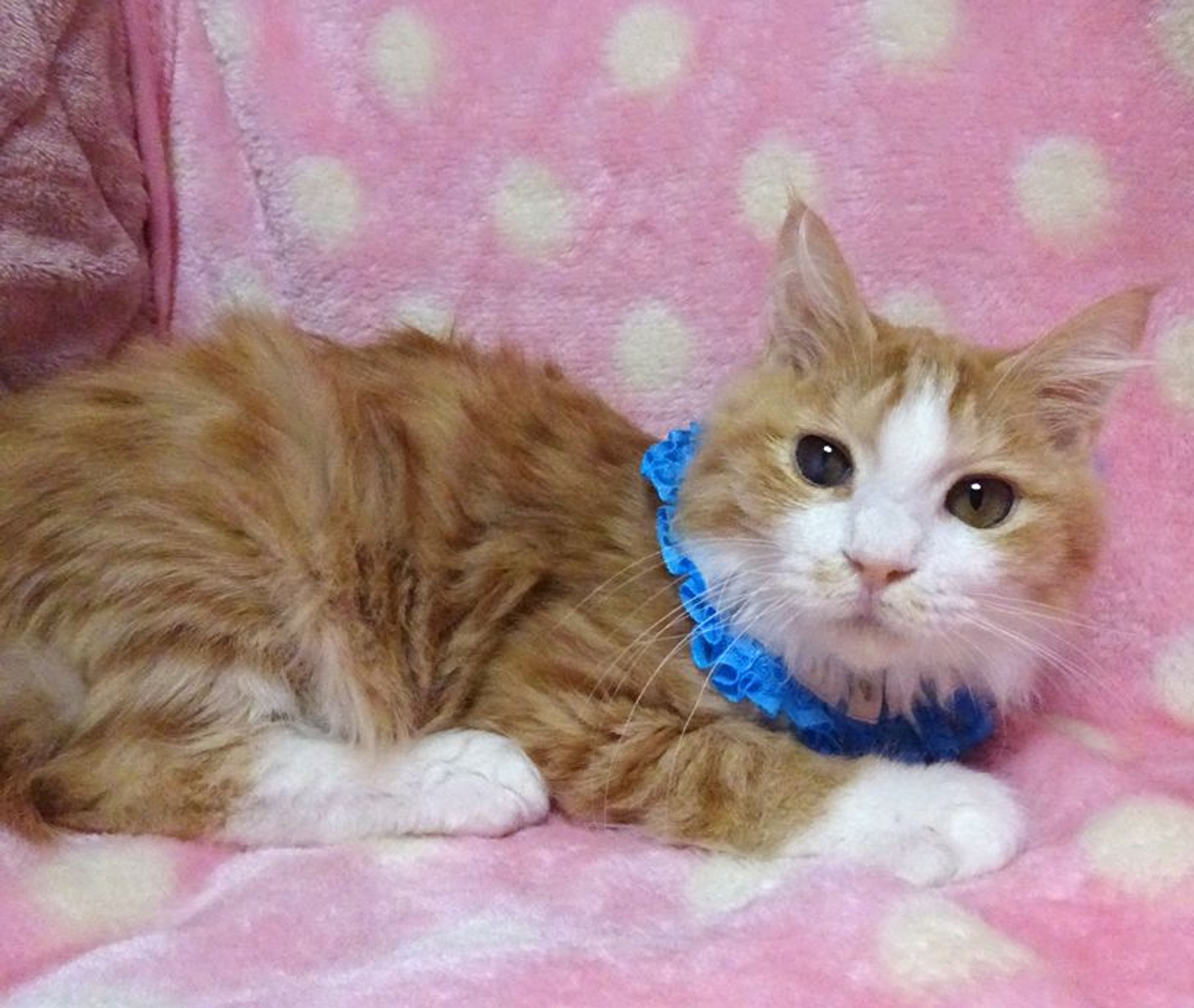 pet-image-3