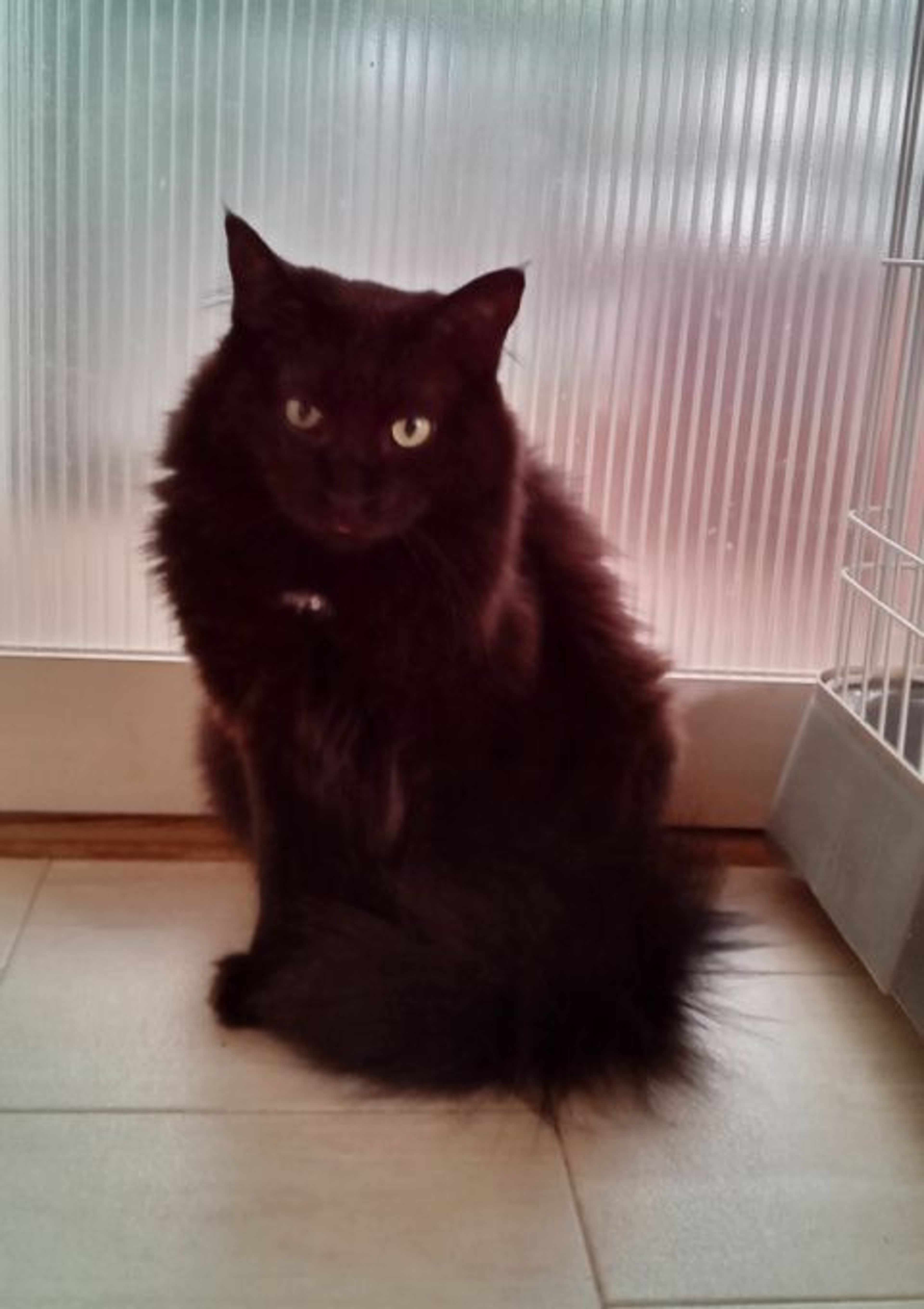 雑種（ミックス猫）・メスの里親募集の写真