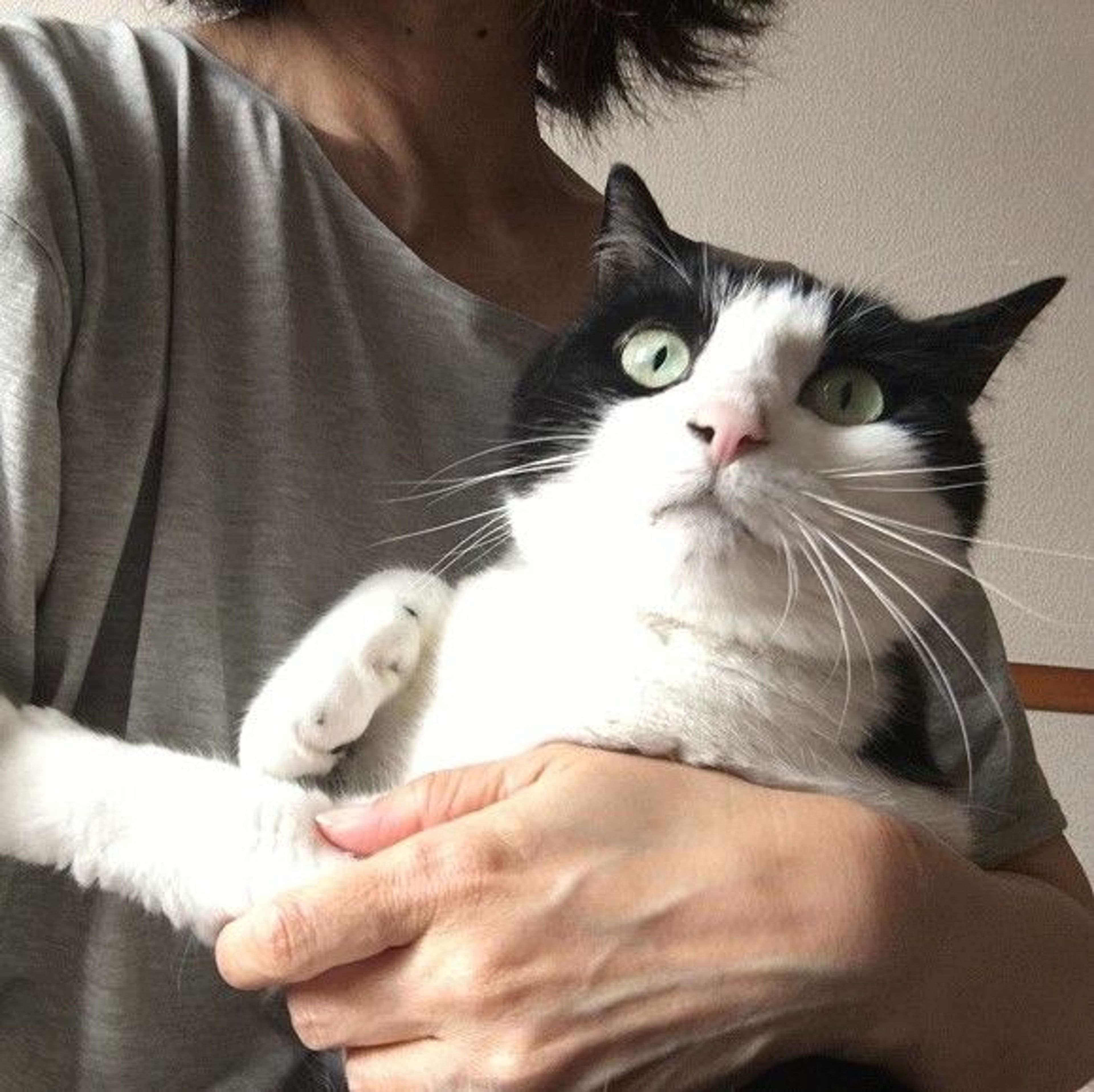 pet-image-4