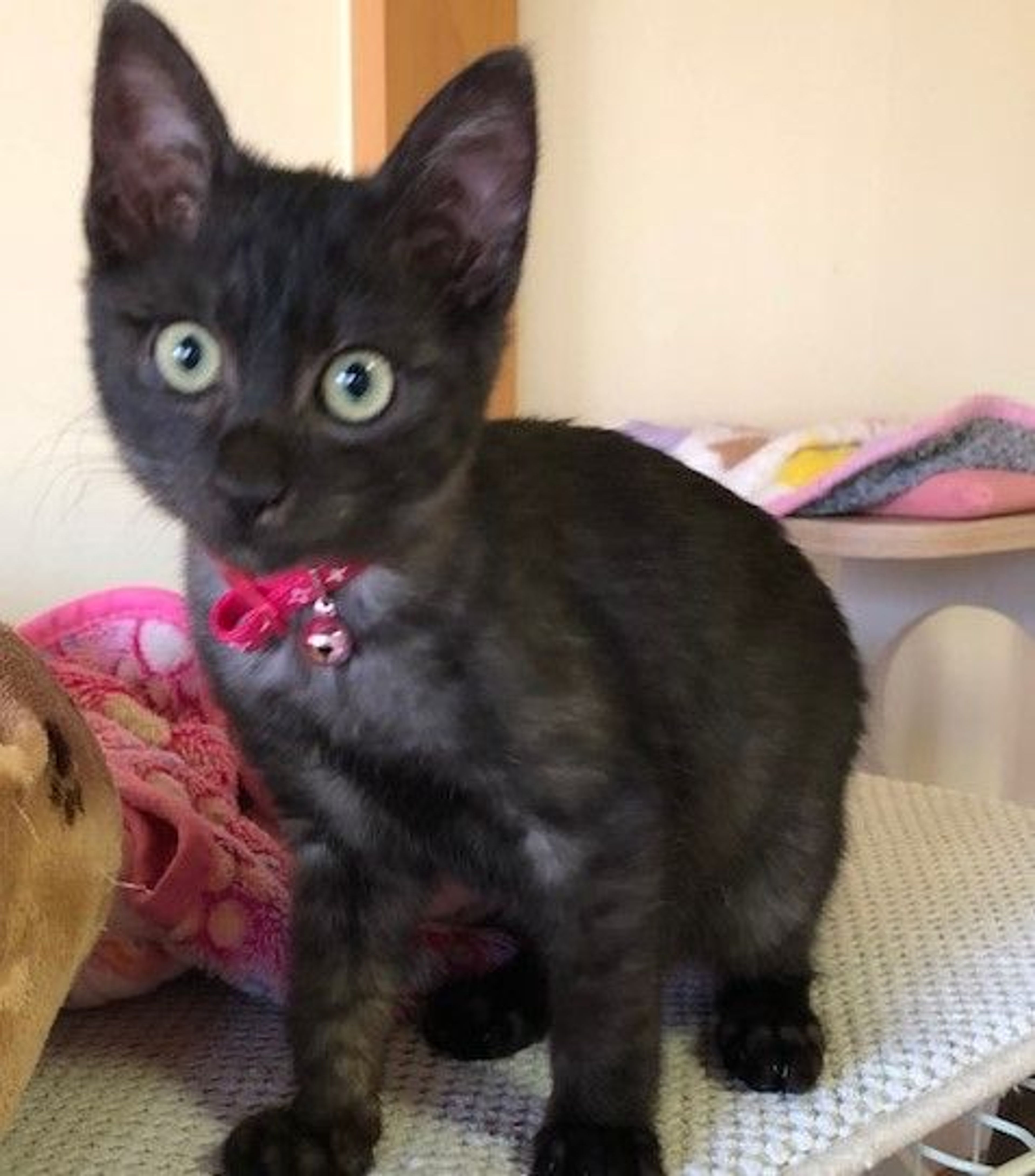 雑種（ミックス猫）・メスの里親募集の写真