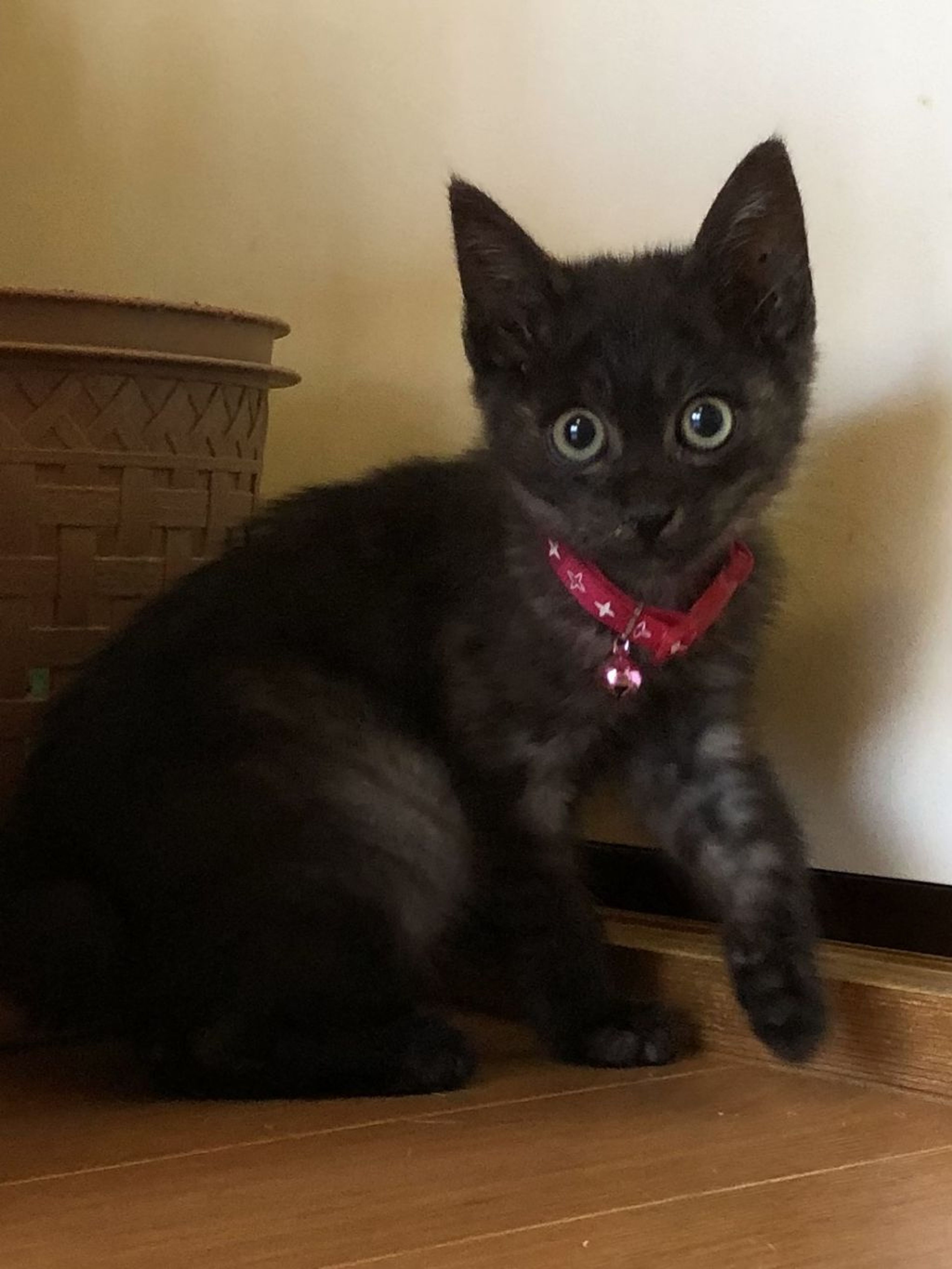 pet-image-2