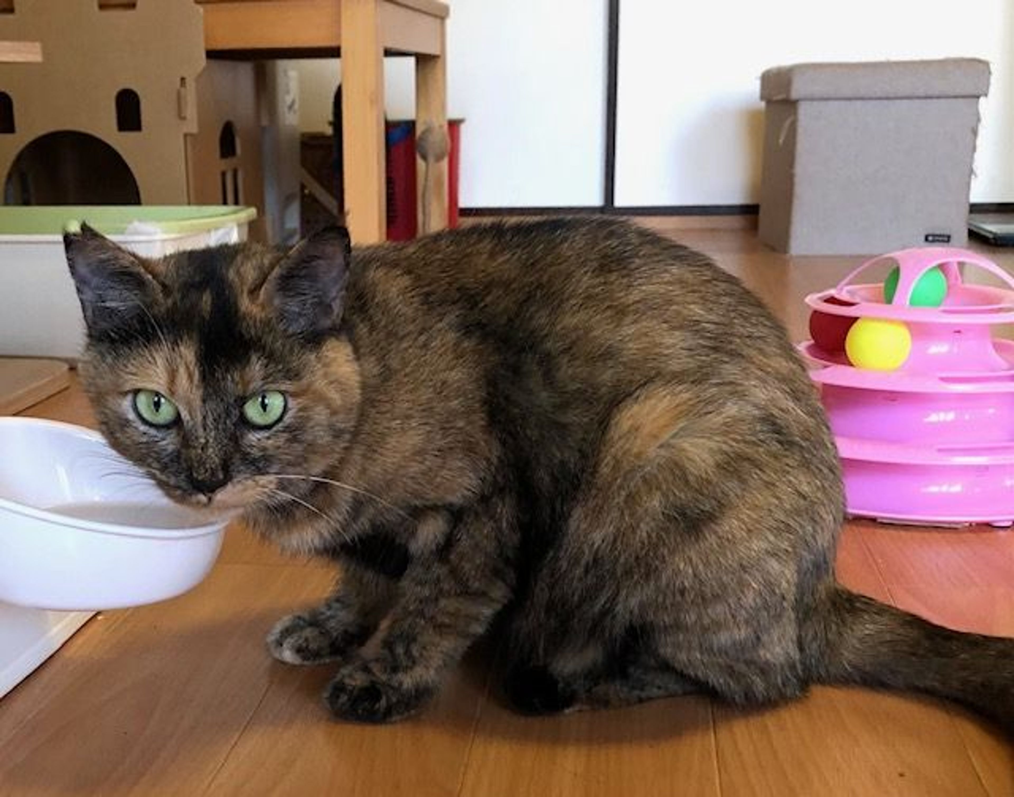 pet-image-3