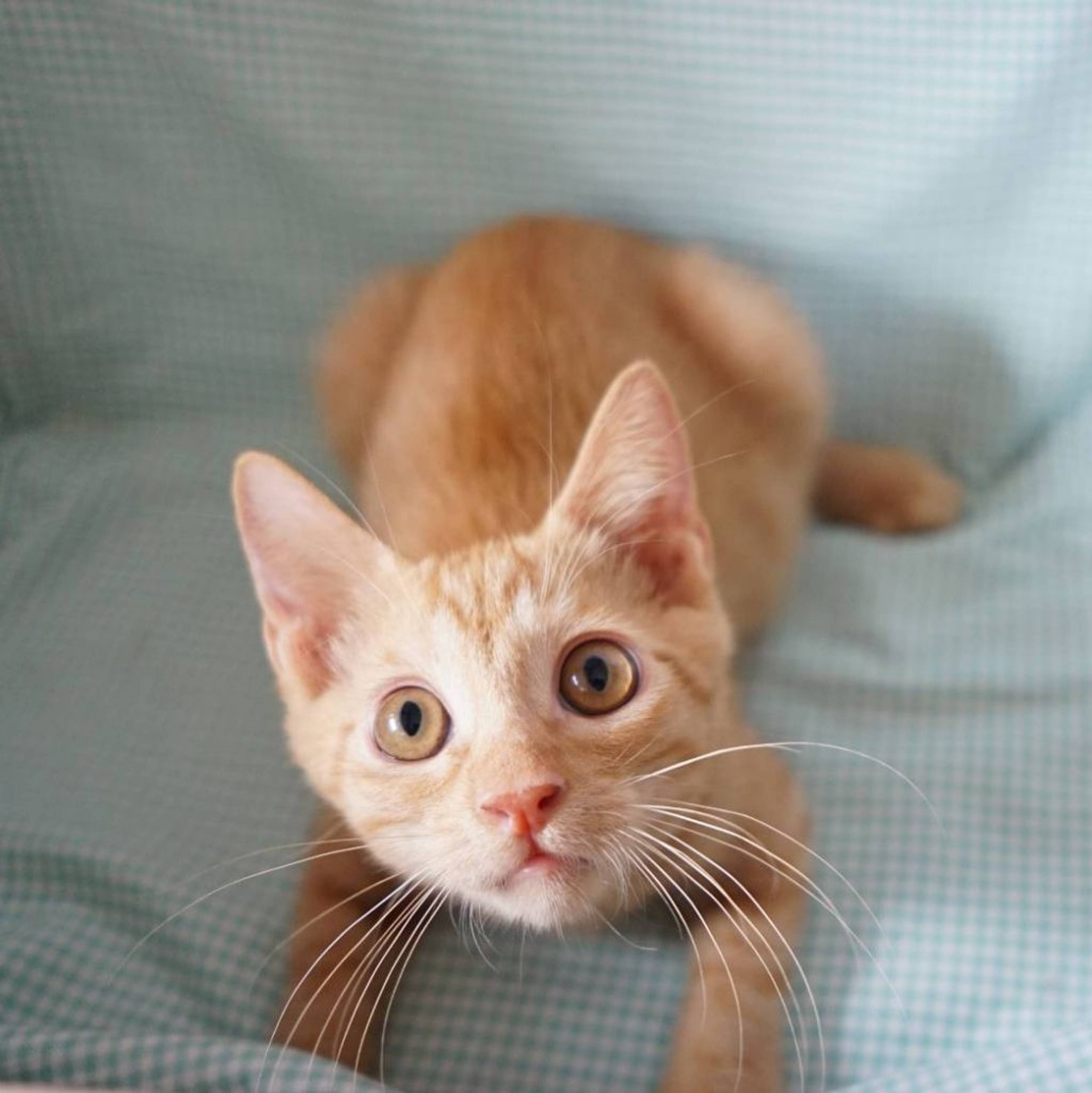 雑種（ミックス猫）・オスの里親募集の写真